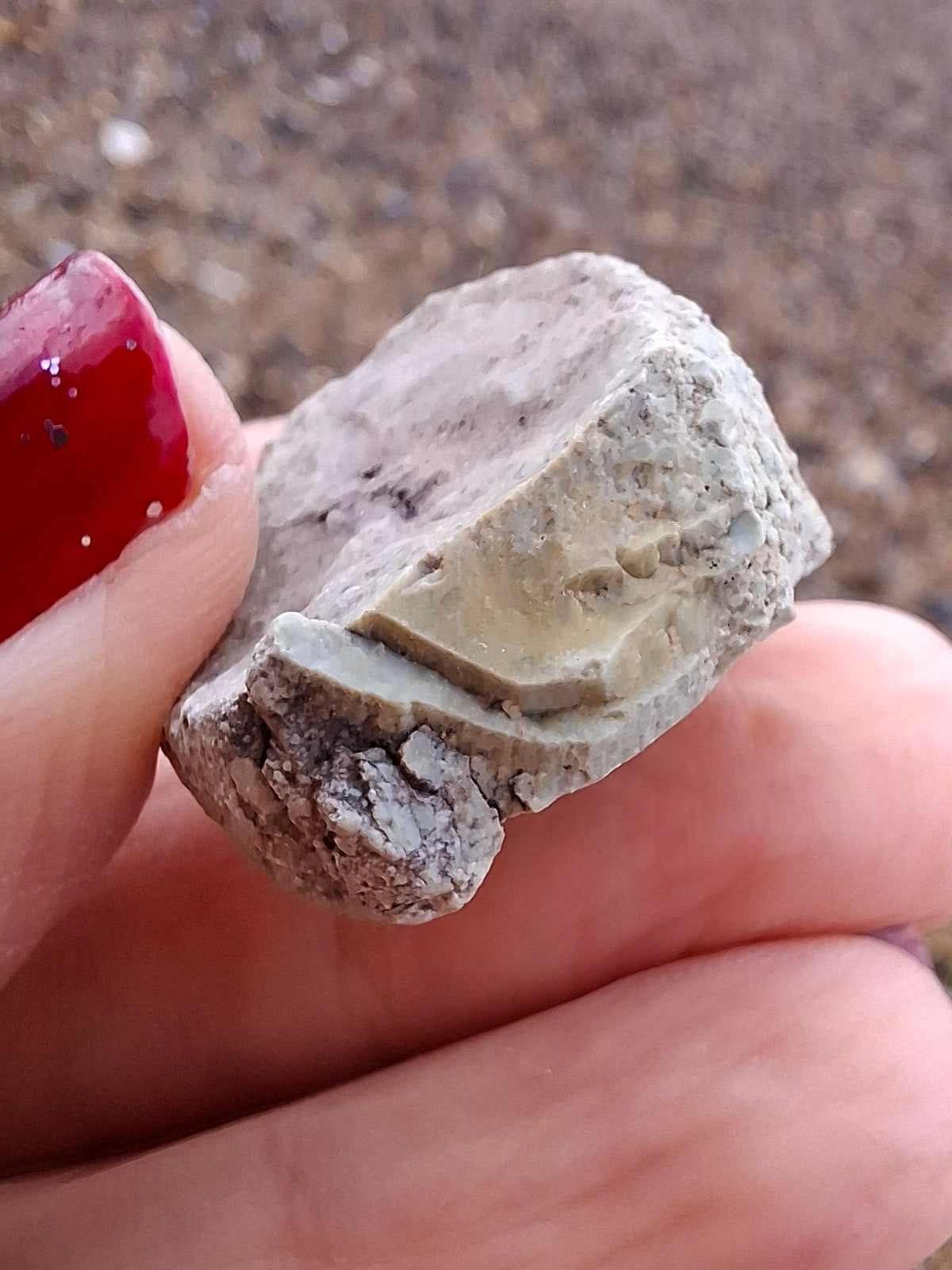 Sauropod Dinosaur Coprolite, 9.31g, Fossil (Ref: DP2)