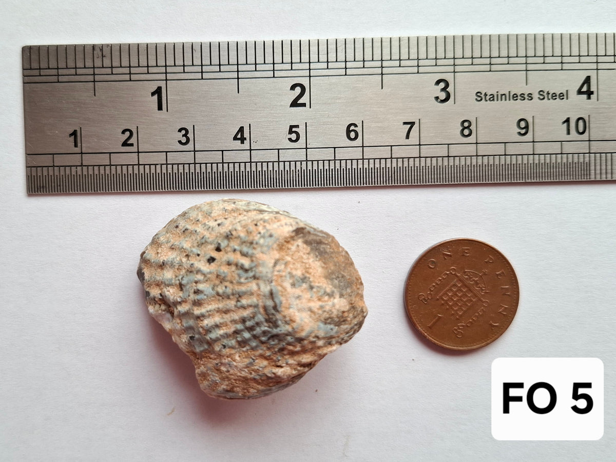 Chalcedony Oyster, Fossil (Ref: FO5)