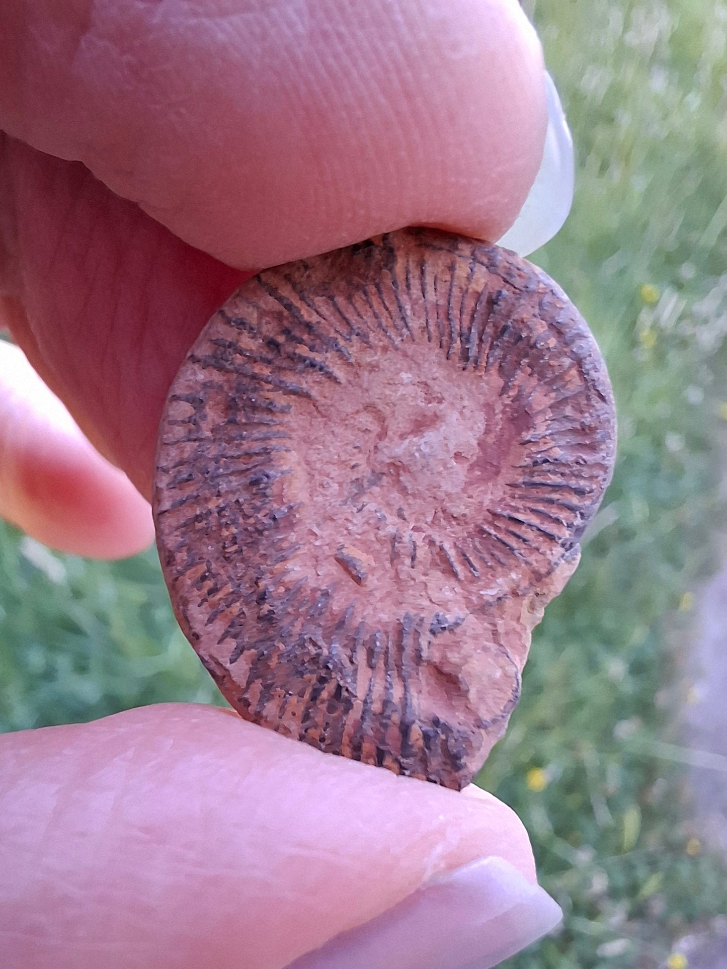 Small Haematite Ammonite HALF, 1.78g, Fossil (Ref: MA4)