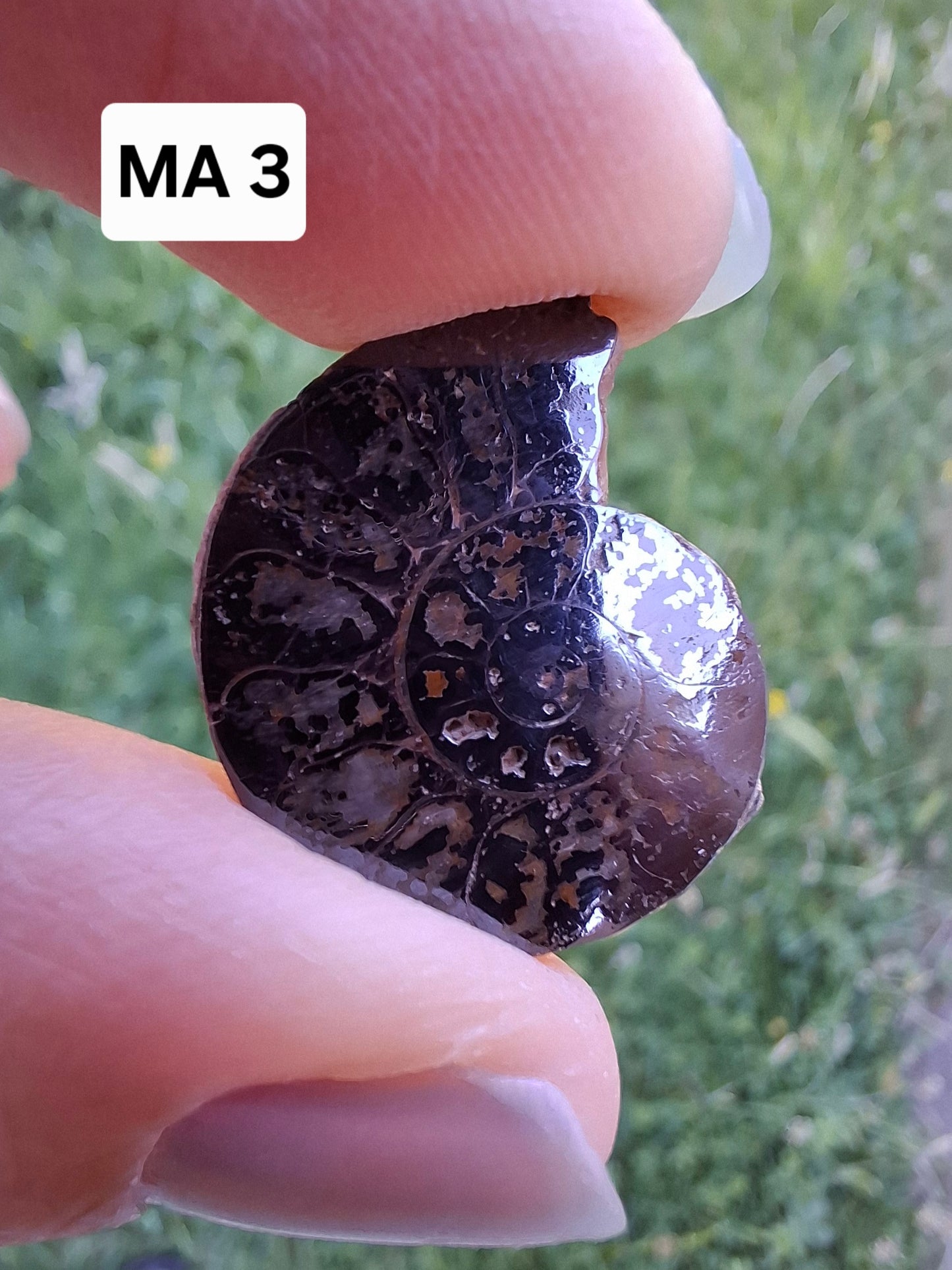 Small Haematite Ammonite HALF, 2.19g, Fossil (Ref: MA3)