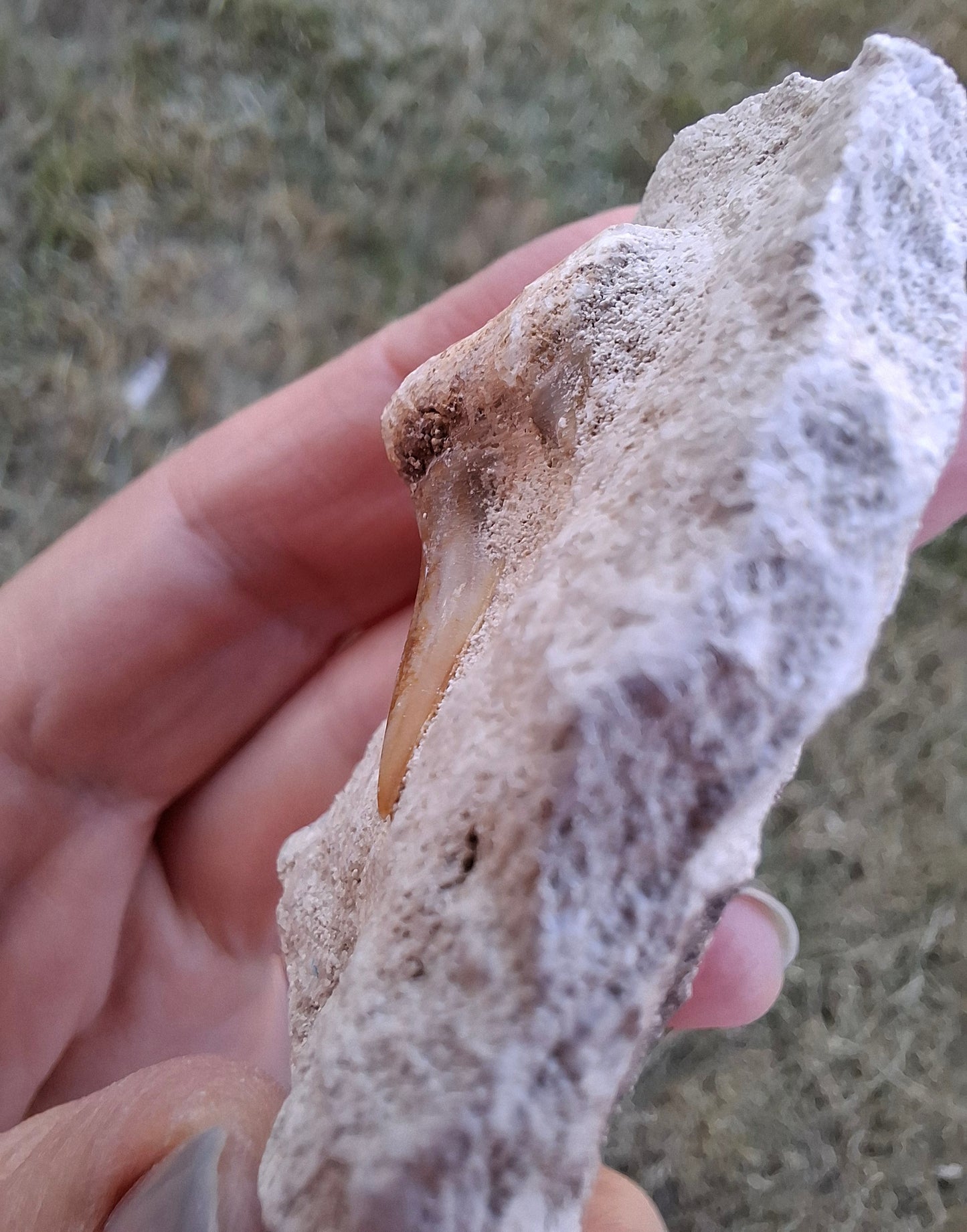 Otodus Shark Tooth in rock, Fossil (Ref: OT1)