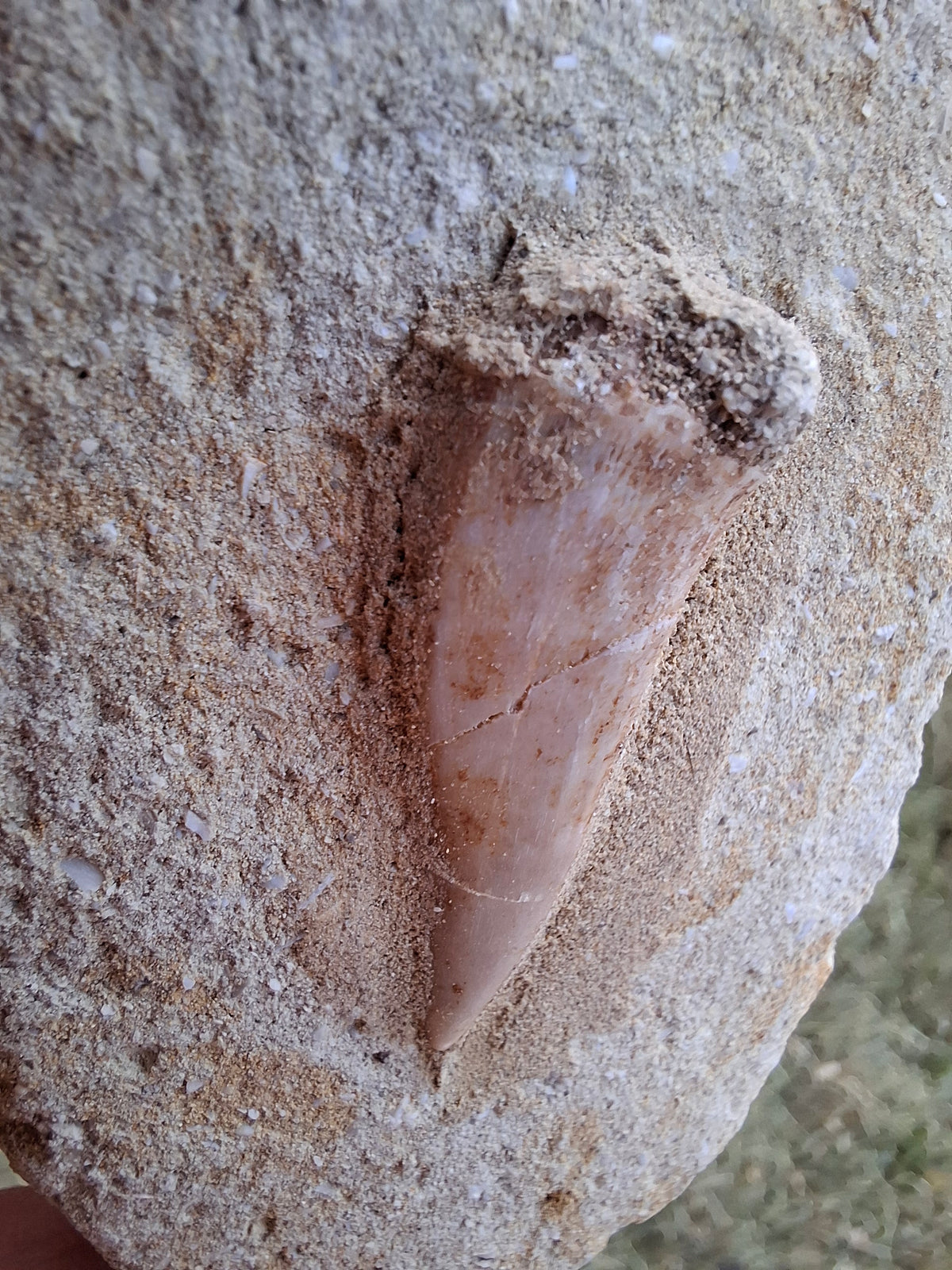 Enchodus Sabre Tooth, Fossil (Ref: ES3)
