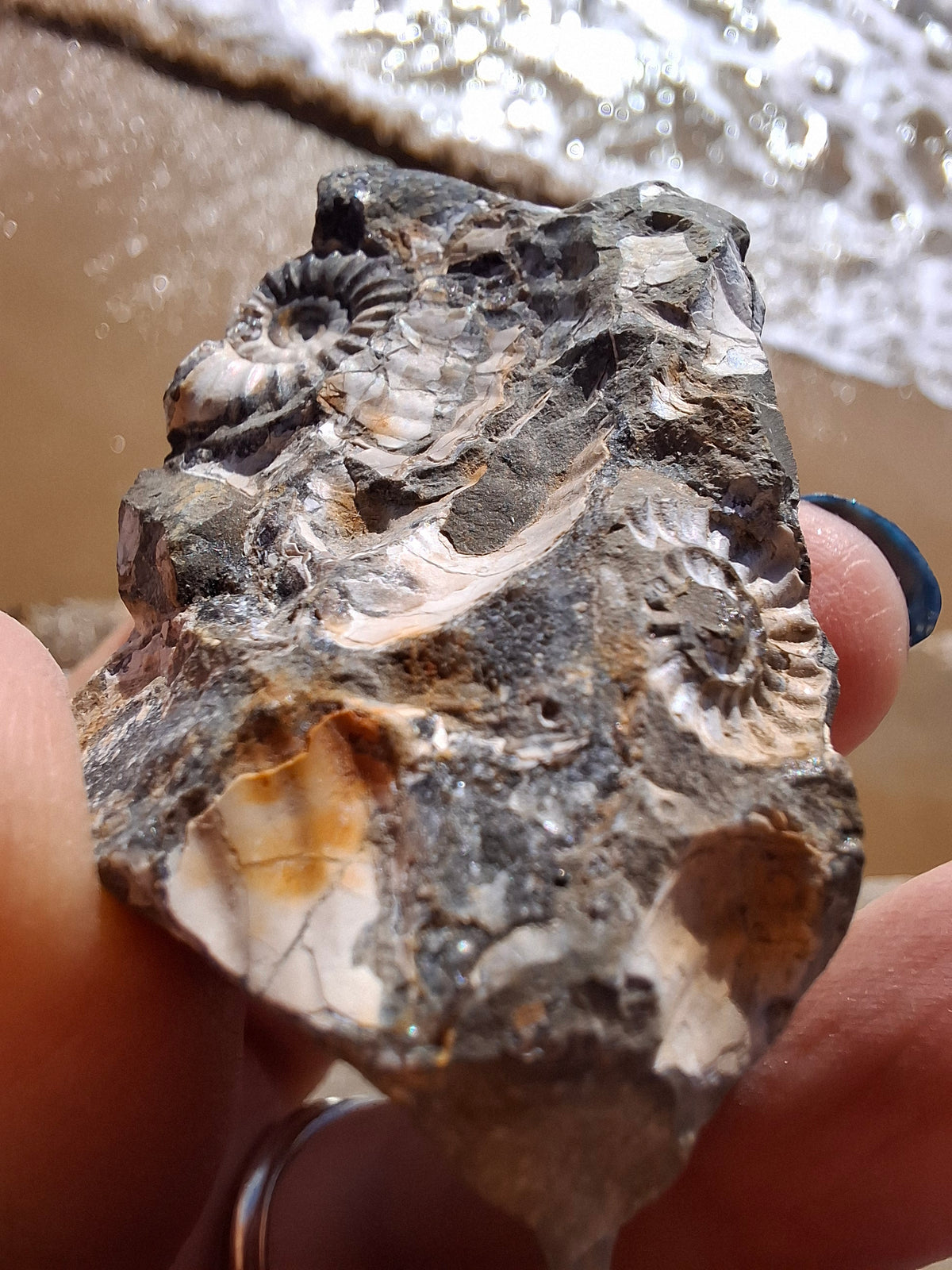 Ammonite Cluster, Fossil (Ref: ACL3)