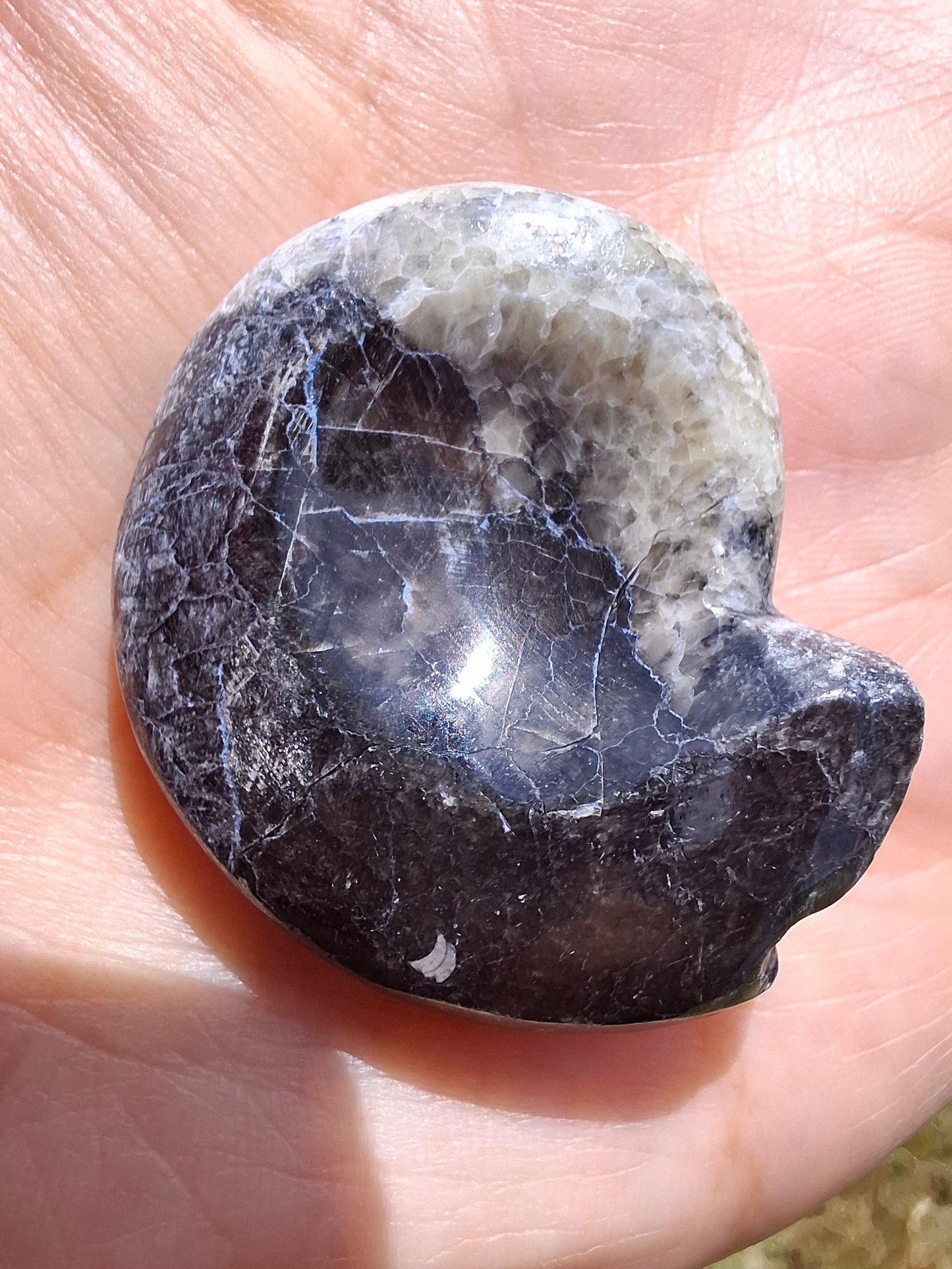 Goniatite, Fossil (Ref: GA3)