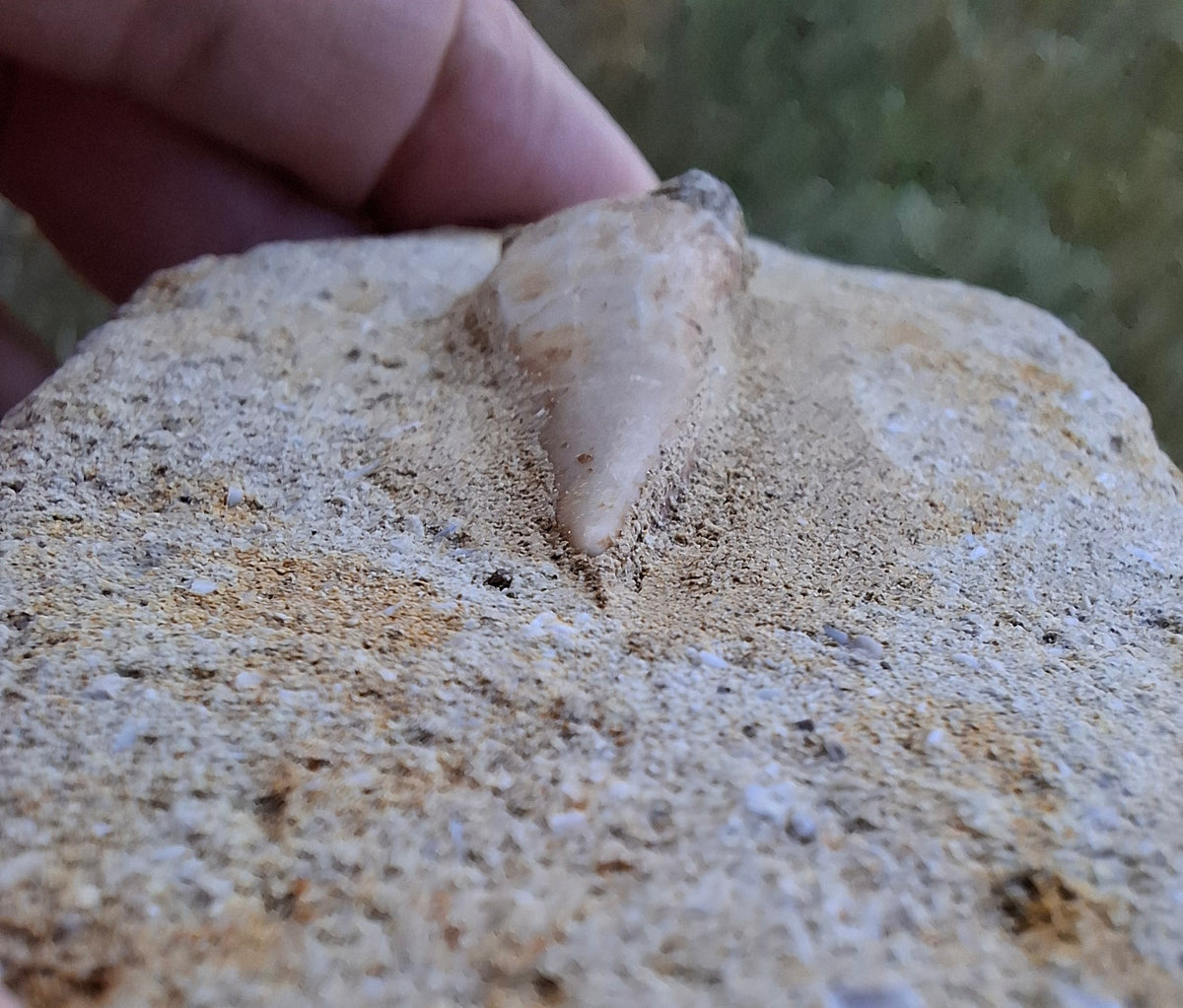 Enchodus Sabre Tooth, Fossil (Ref: ES3)