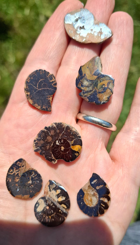 Small Haematite Ammonite Halves BUNDLE, (7 pcs), Fossil (Ref: MA13)