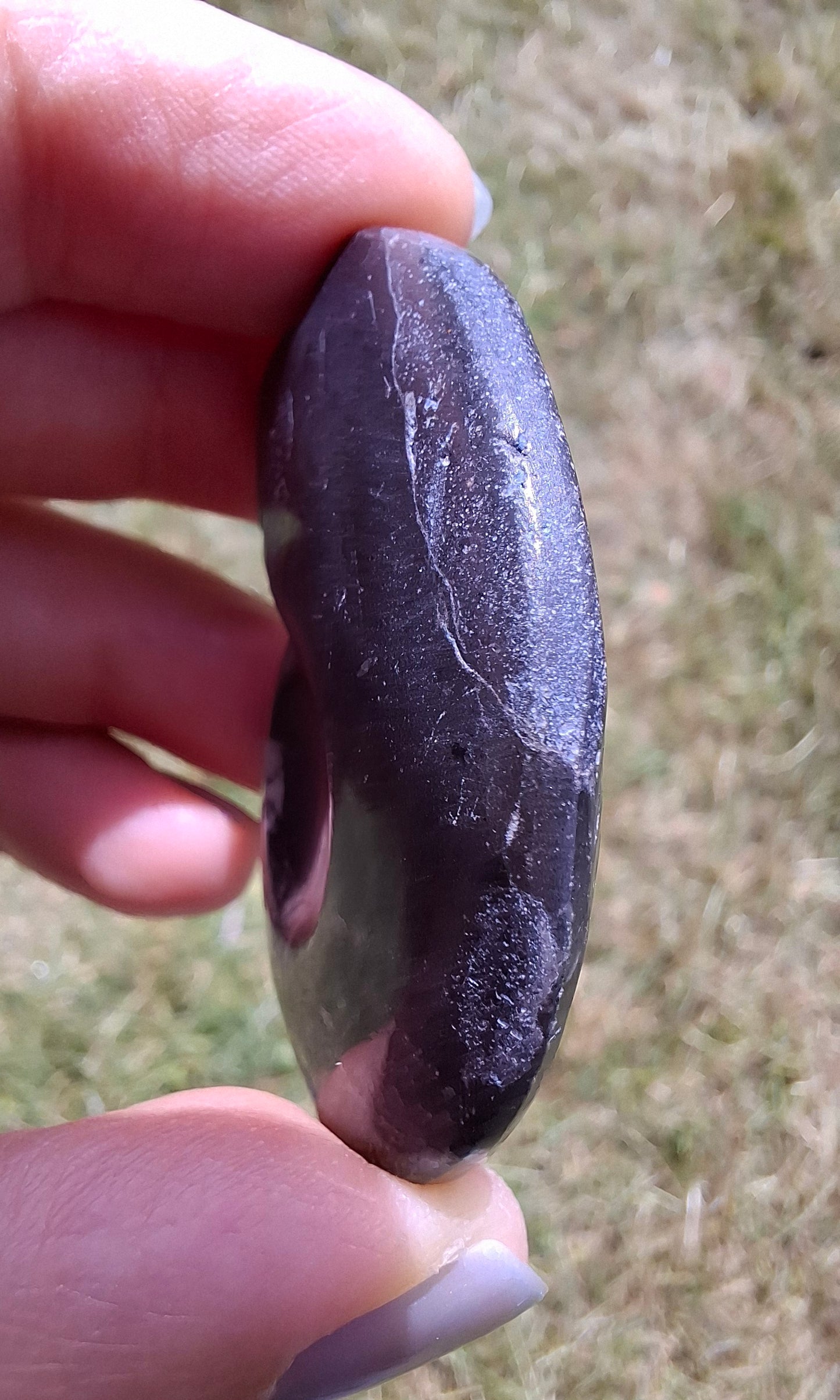 Goniatite, Fossil (Ref: GA5)