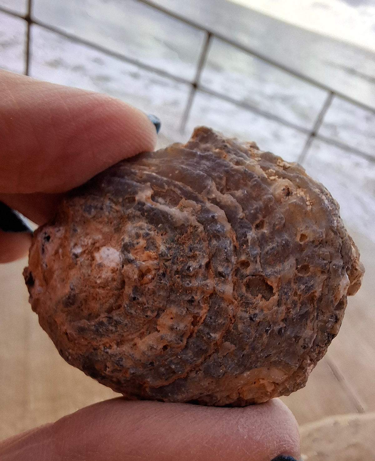 Chalcedony Oyster, Fossil (Ref: FO3)