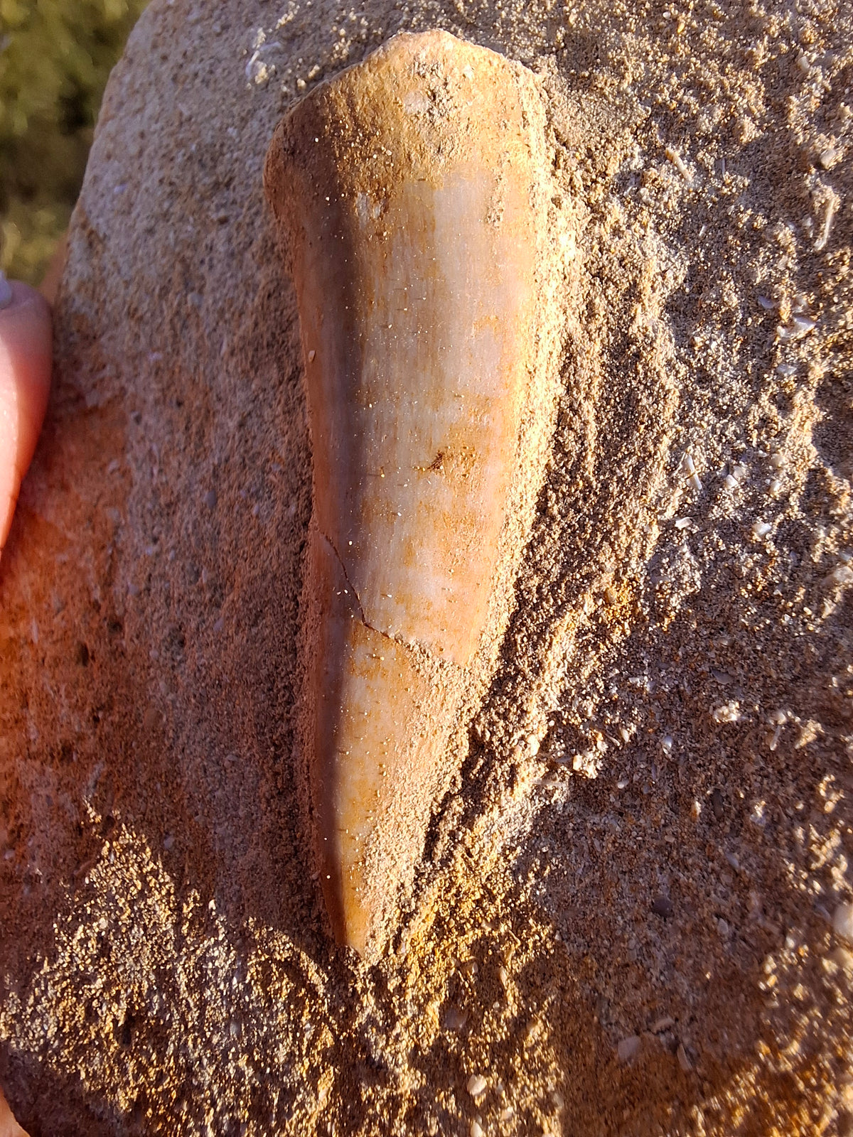 Enchodus Sabre Tooth, Fossil (Ref: ES1)