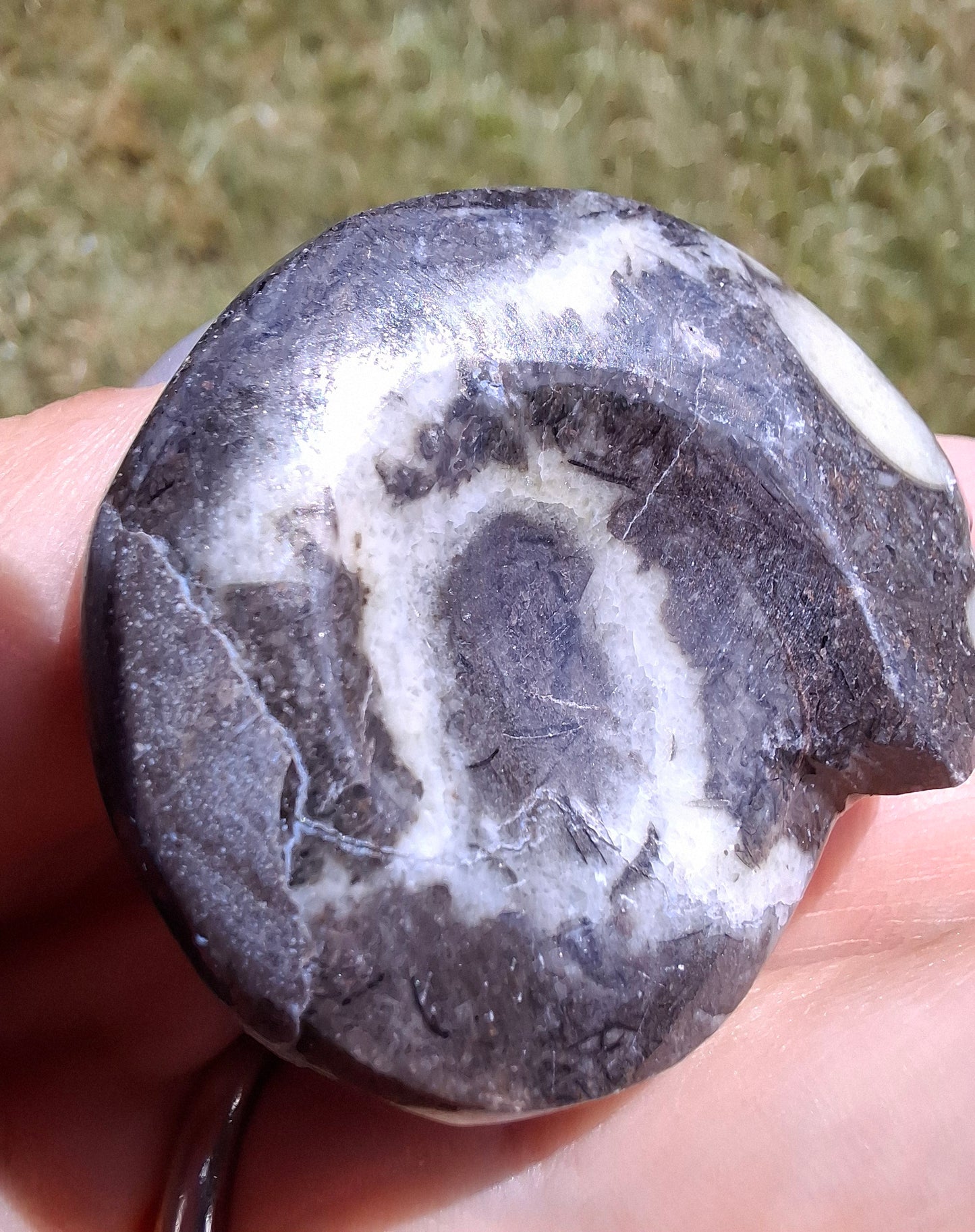 Goniatite, Fossil (Ref: GA6)