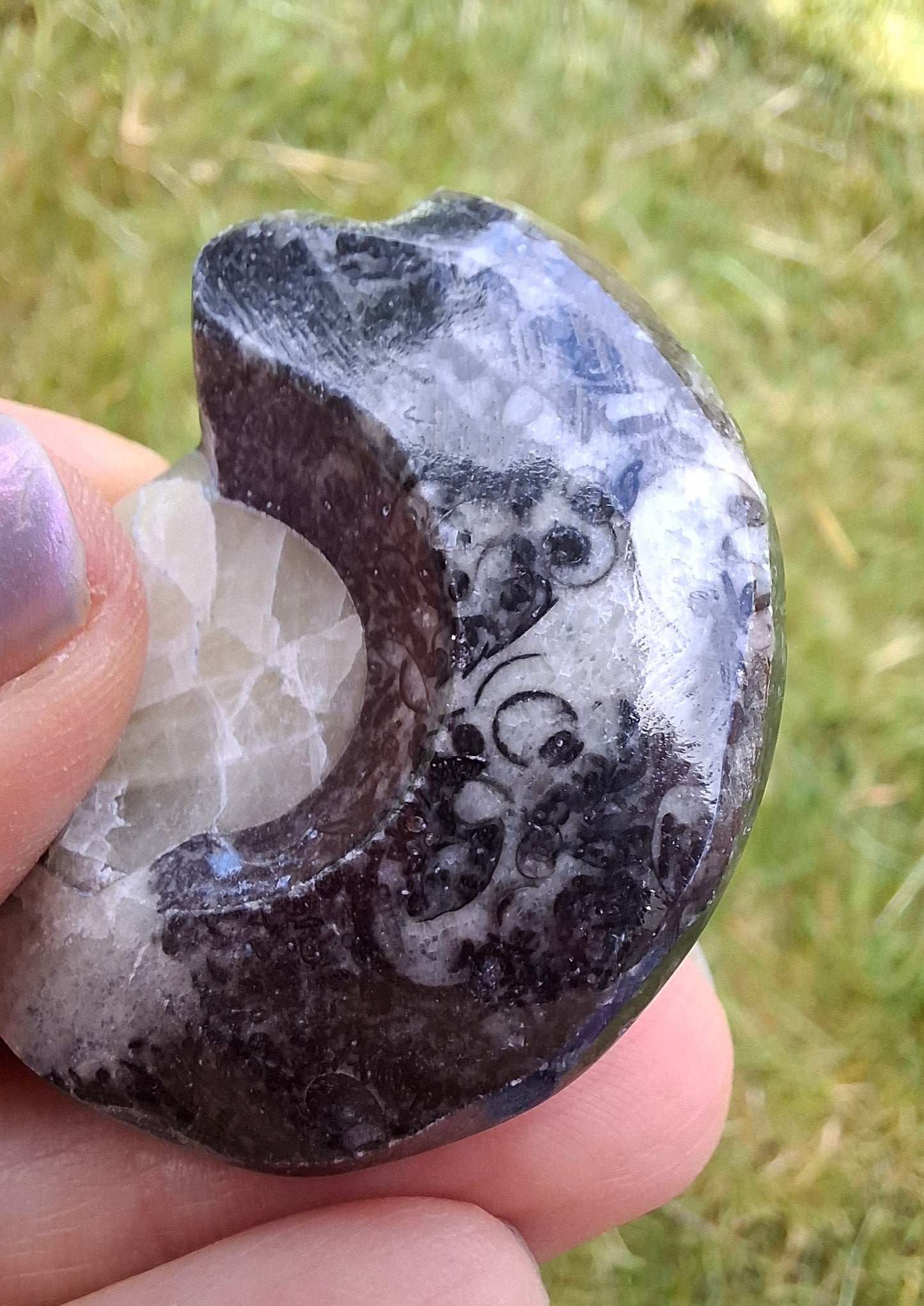 Goniatite, Fossil (Ref: GA7)