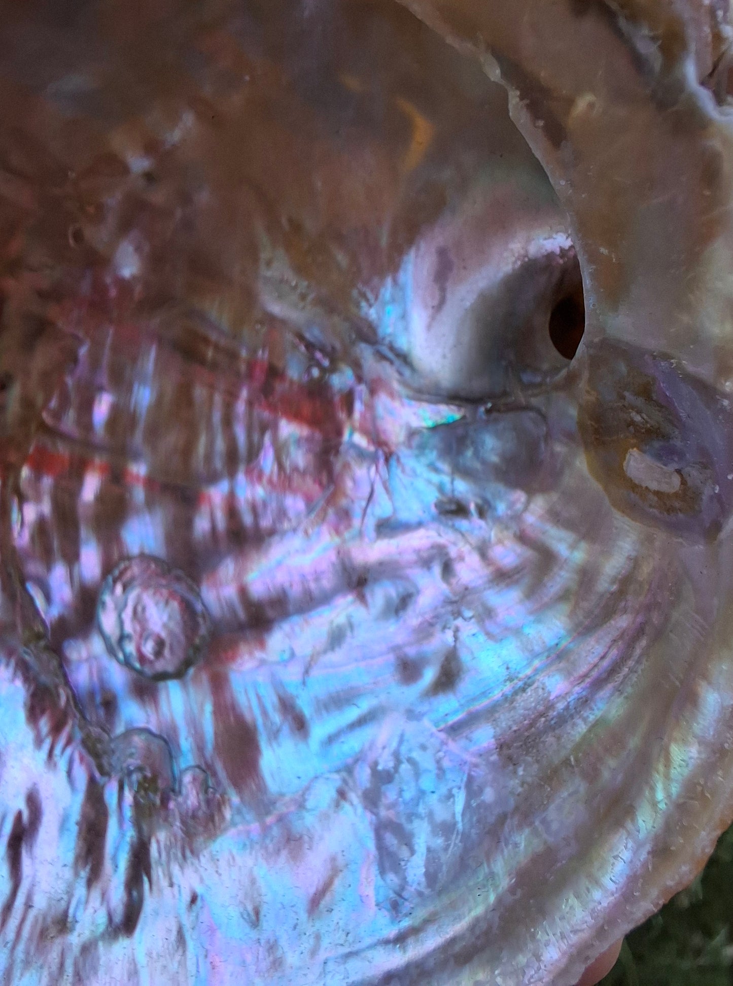 Abalone Shell, (Ref: SH2)