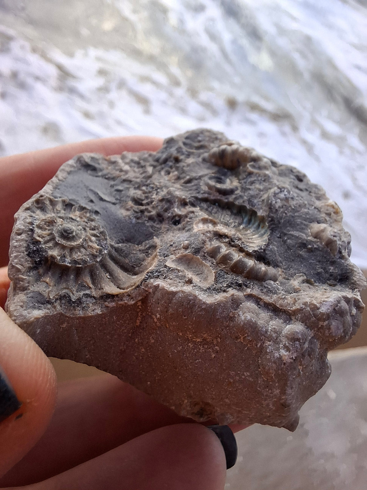 Ammonite Cluster, Fossil (Ref: ACL1)