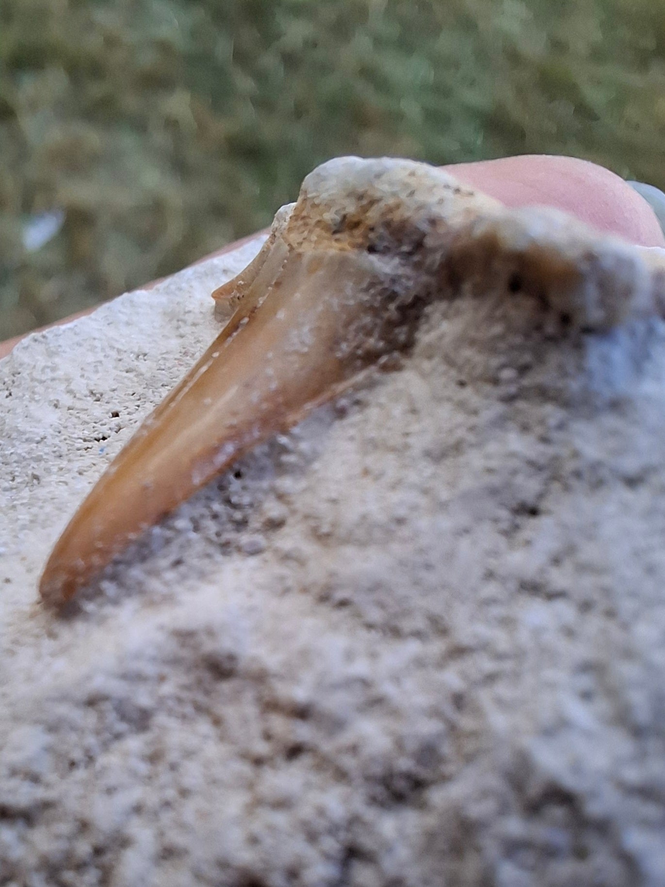 Otodus Shark Tooth, Fossil (Ref: OT4)