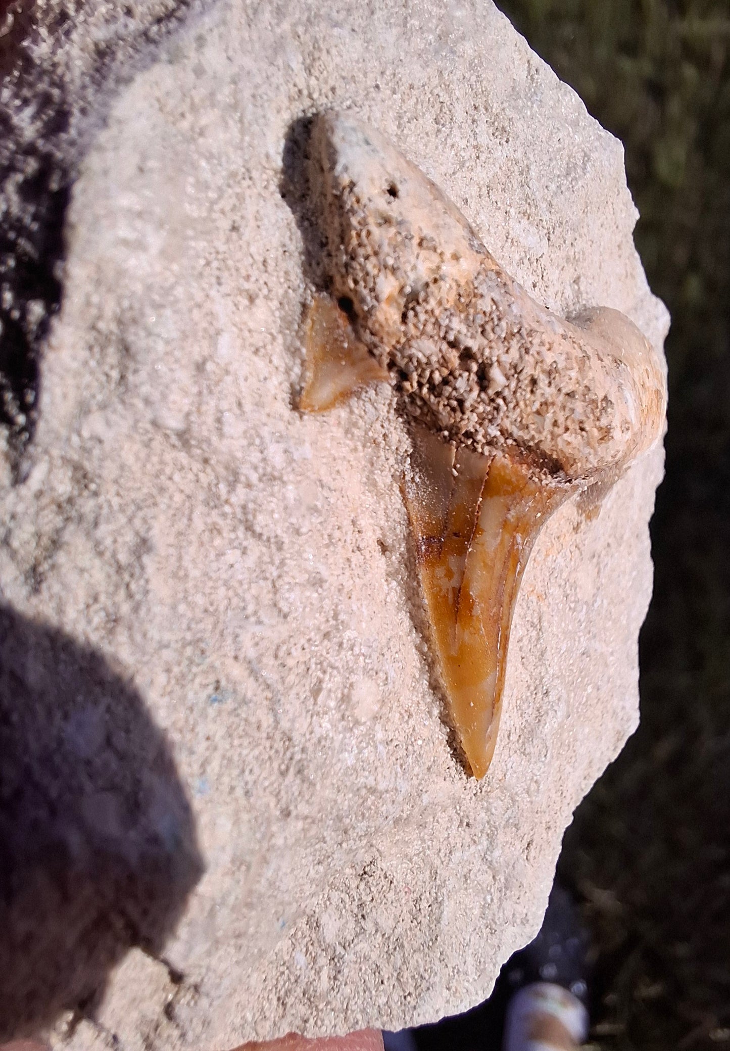 Otodus Shark Tooth in rock, Fossil (Ref: OT1)