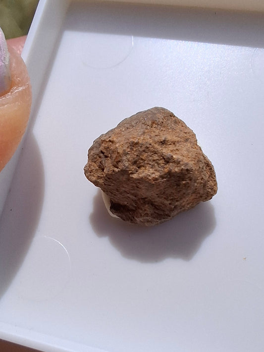 Chondrite, Meteorite (Ref: CM9)