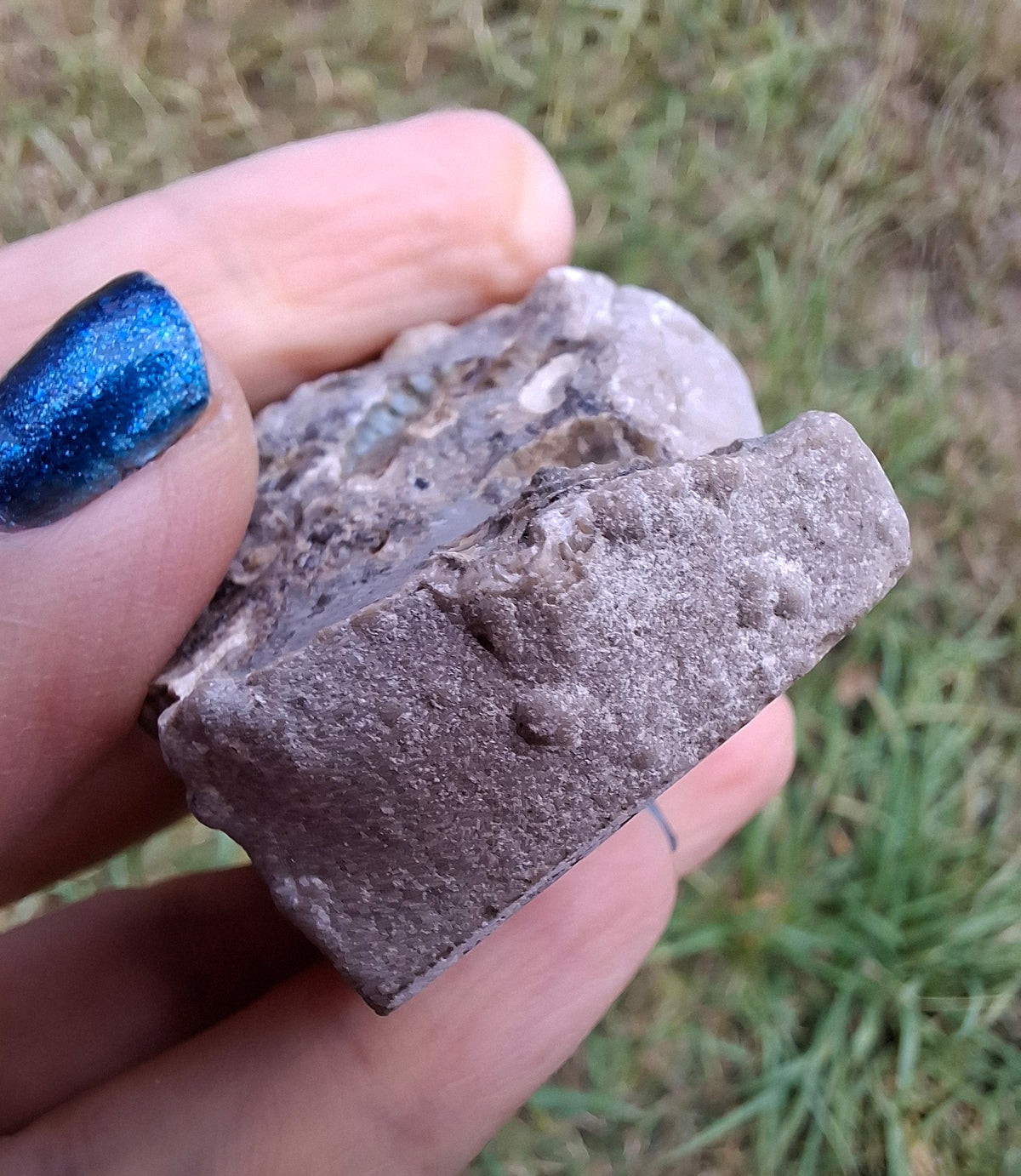 Ammonite Cluster, Fossil (Ref: ACL1)