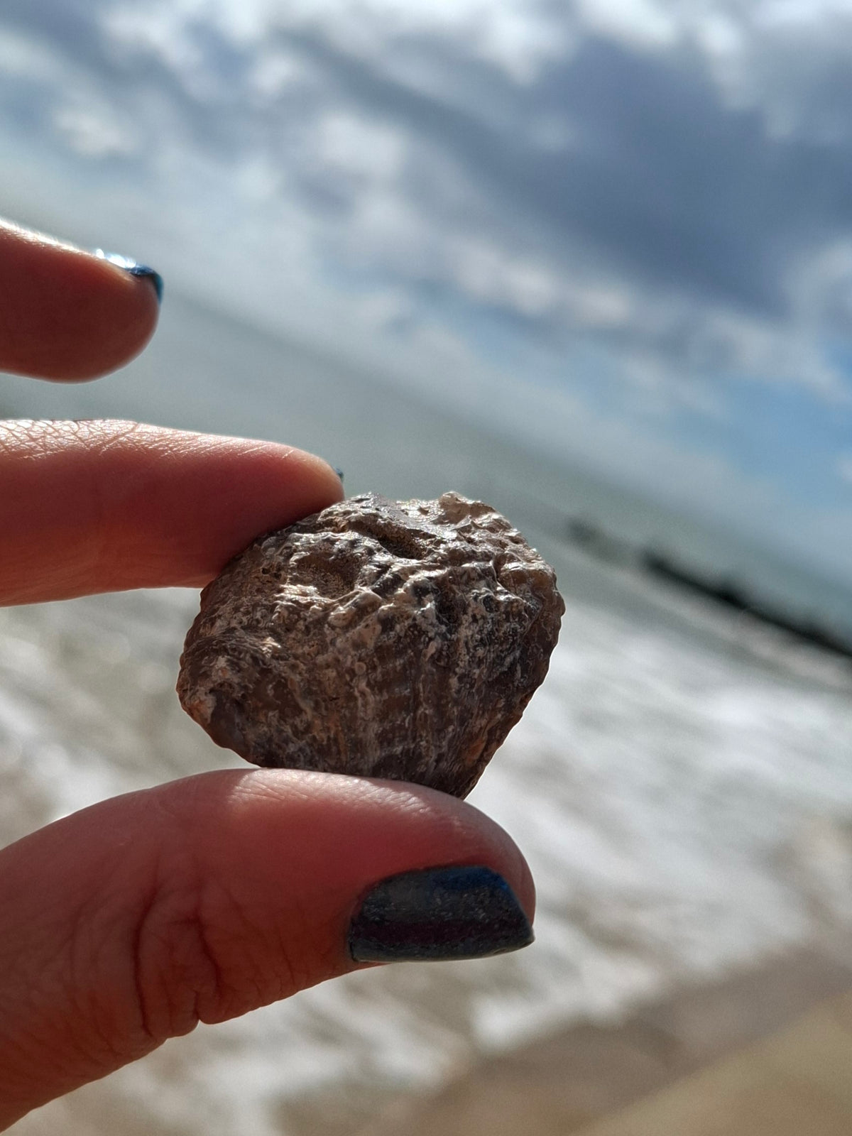 Chalcedony Oyster, Fossil (Ref: FO7)