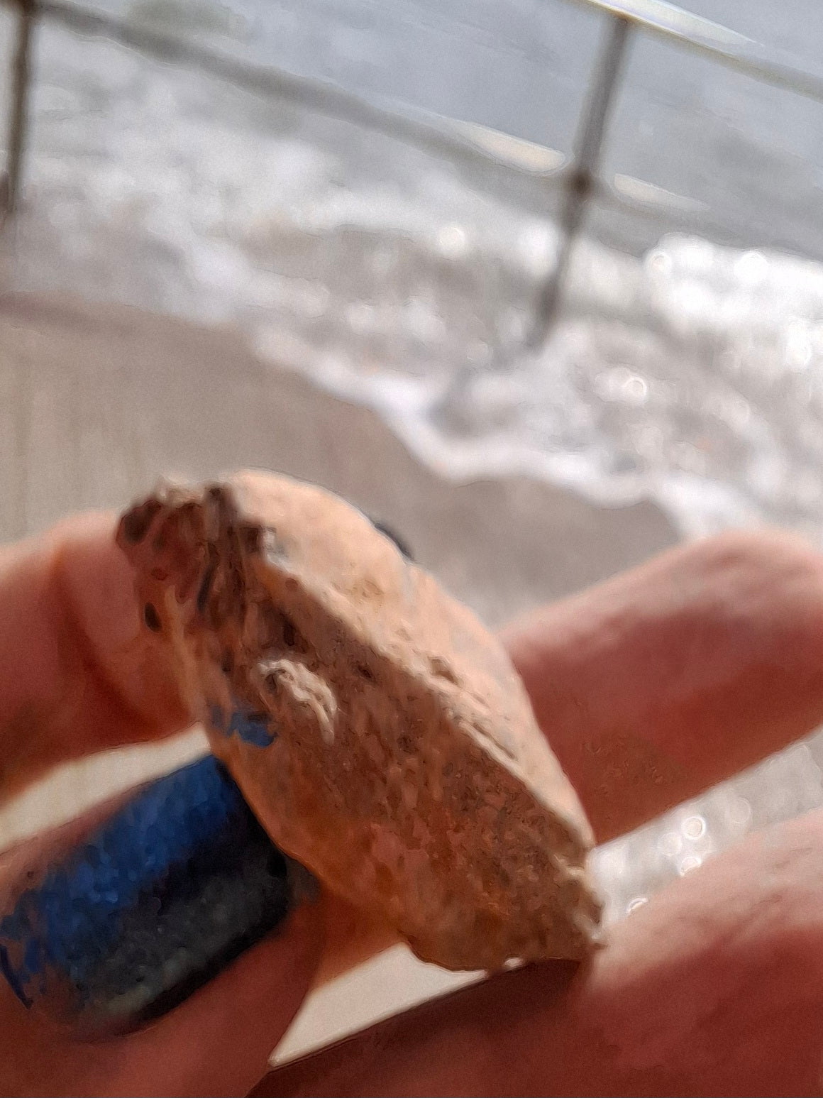 Chalcedony Oyster, Fossil (Ref: FO9)