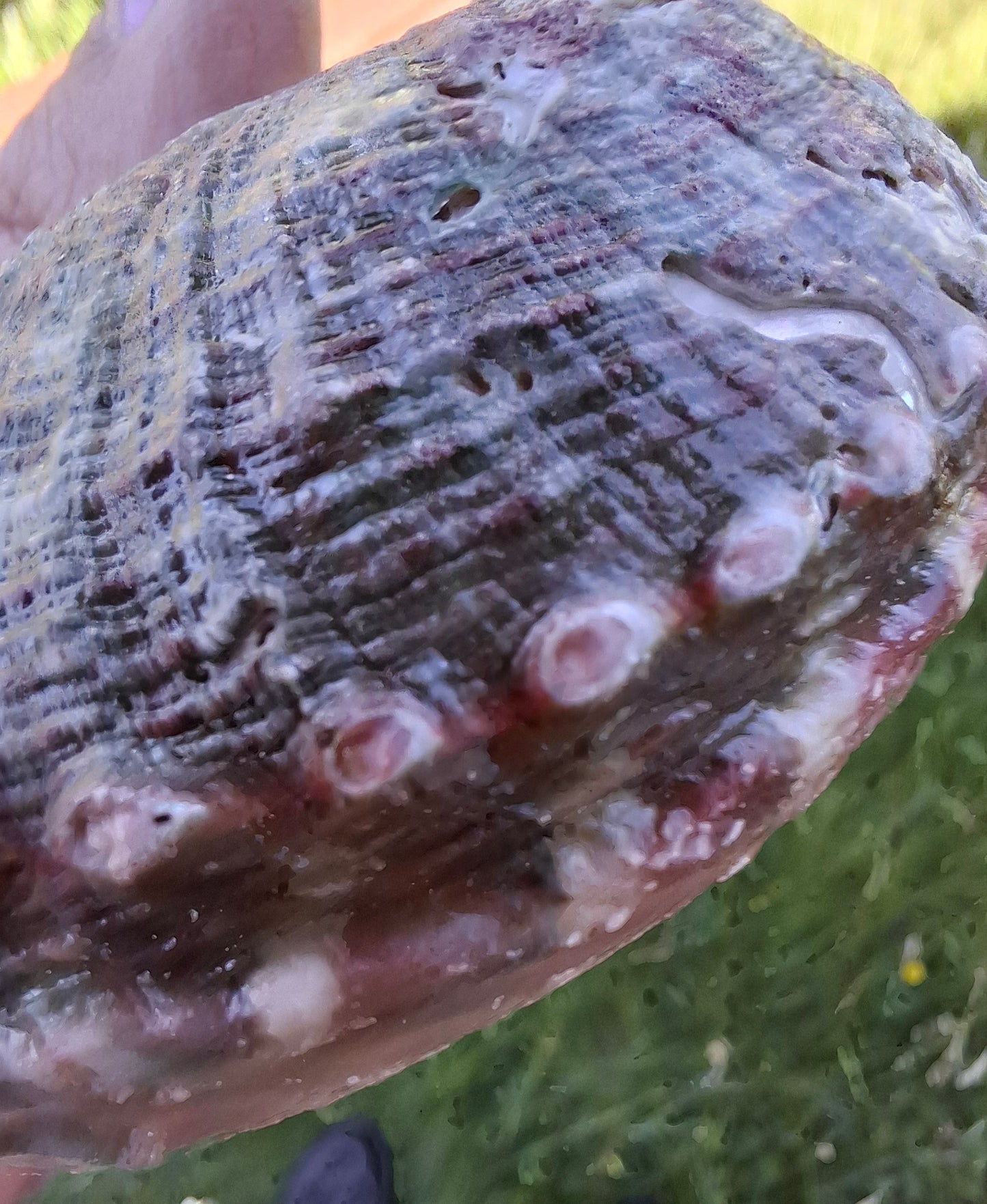 Abalone Shell, (Ref: SH2)