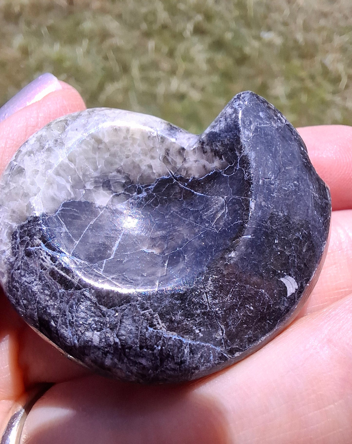 Goniatite, Fossil (Ref: GA3)