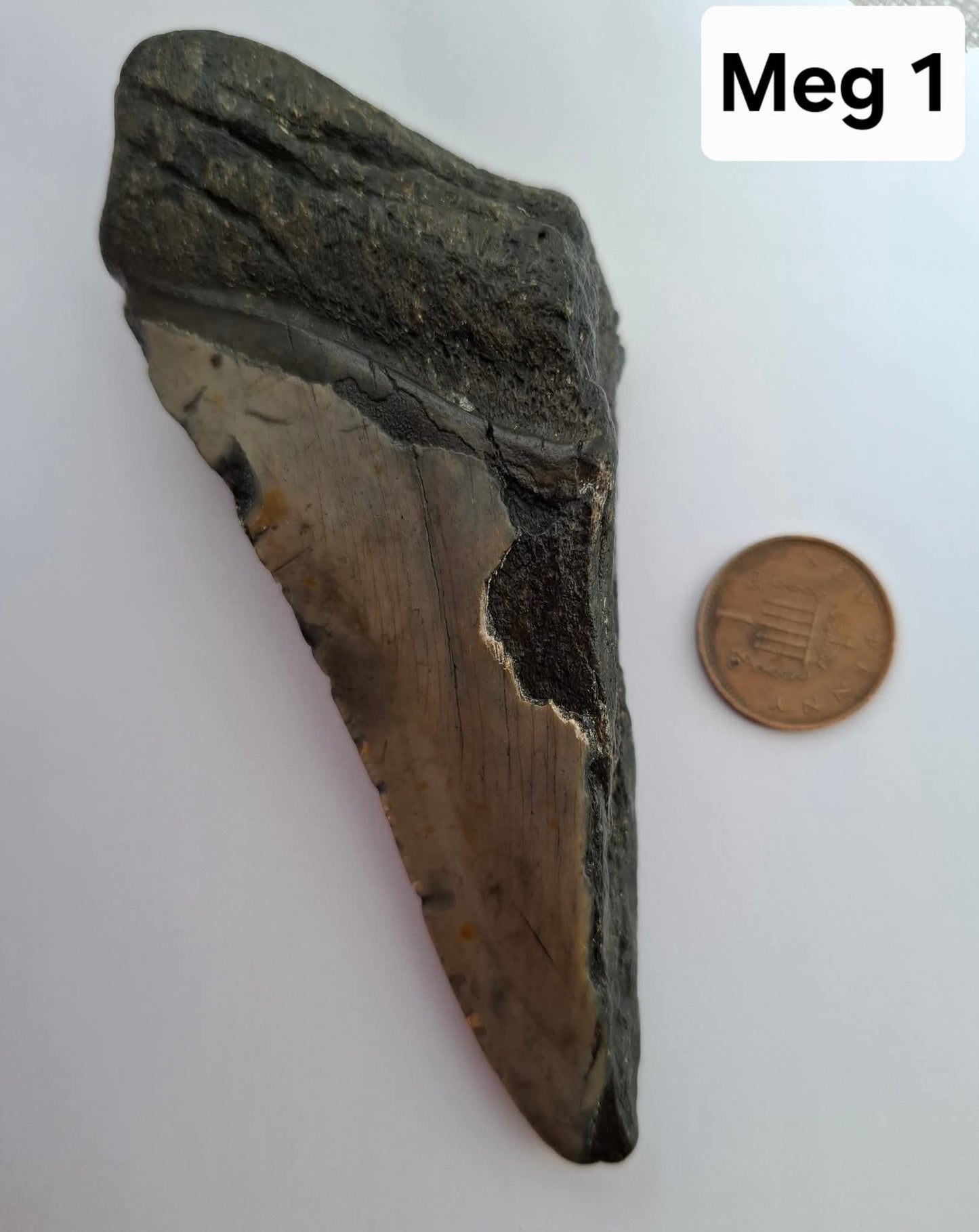 Megalodon (partial) Shark Tooth, 109.68g, Fossil (Ref: Meg1)