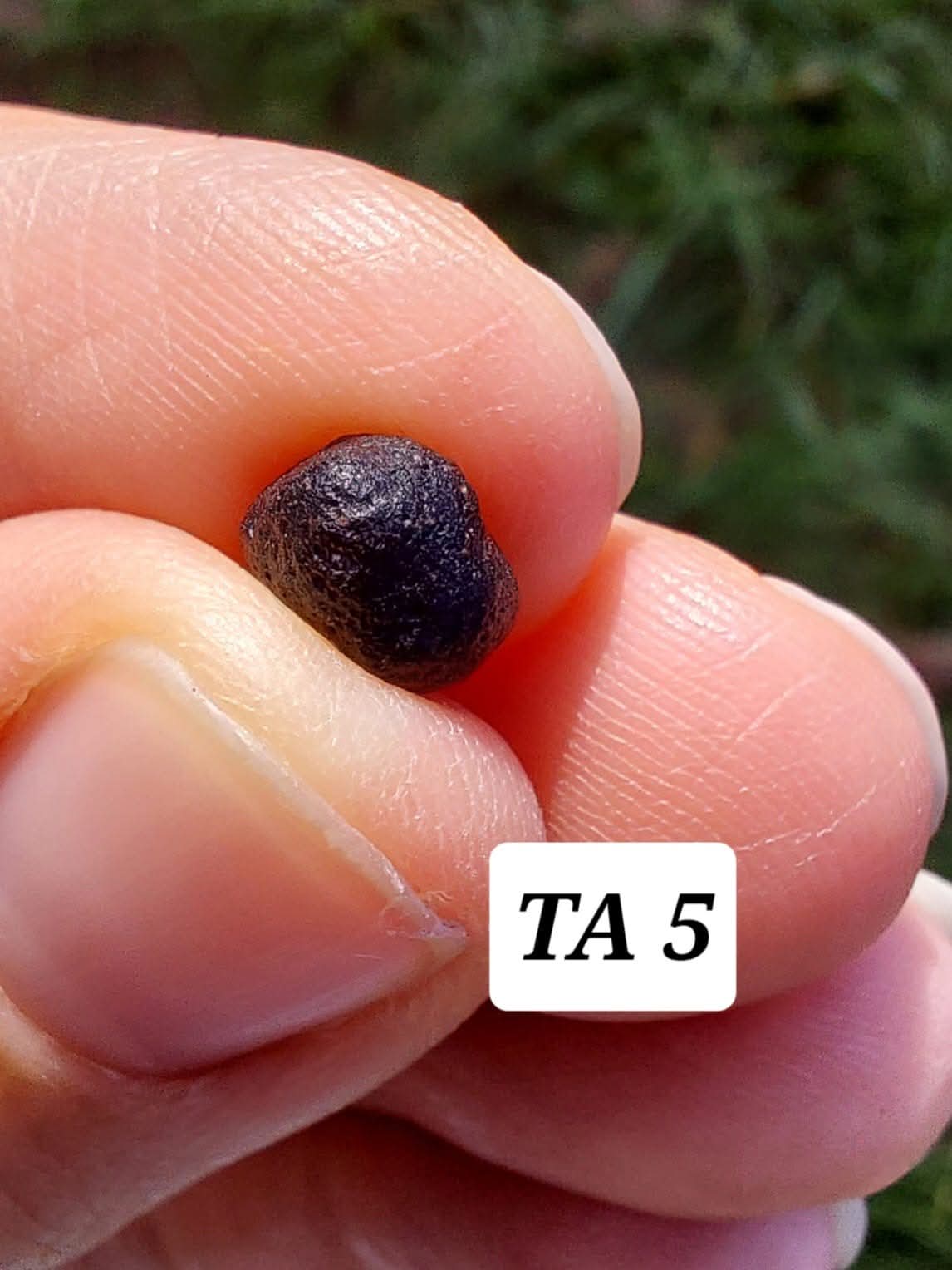 Atacamite, 0.49g, Tektite (Ref: TA5)