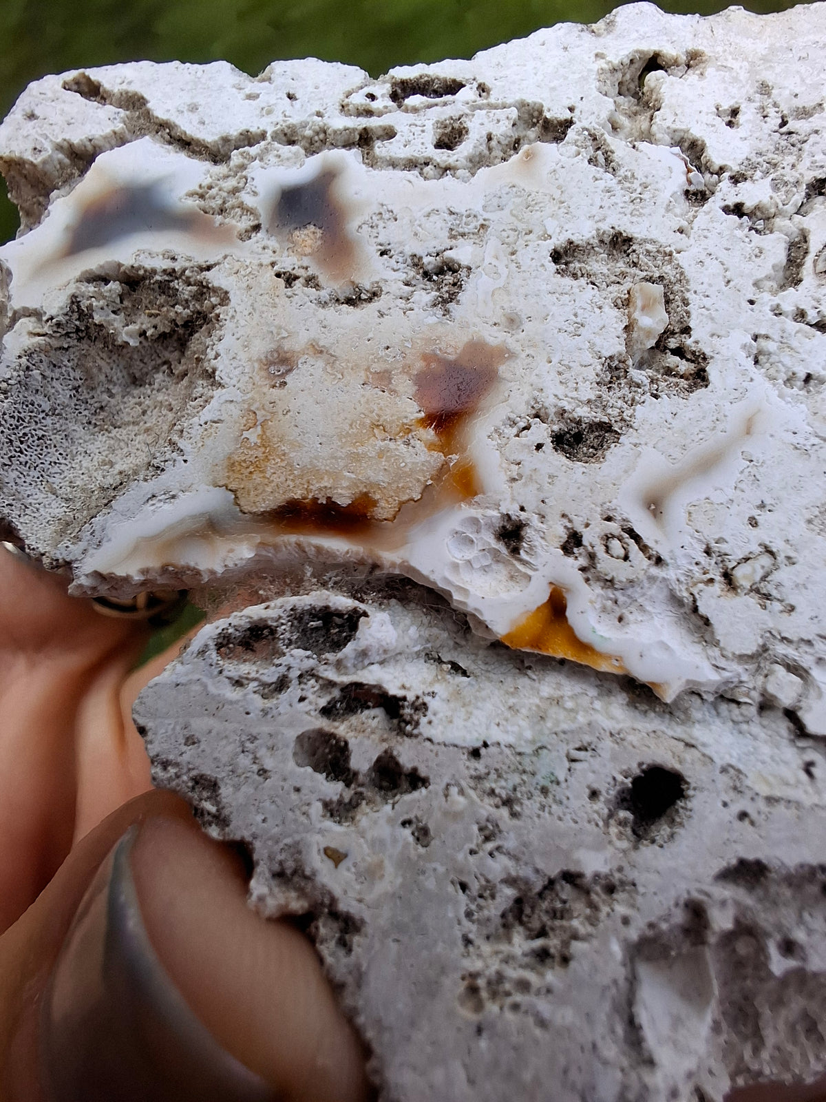 Fossilised Coral replaced by Chalcedony/Agate, Fossil (Ref: FCA1)