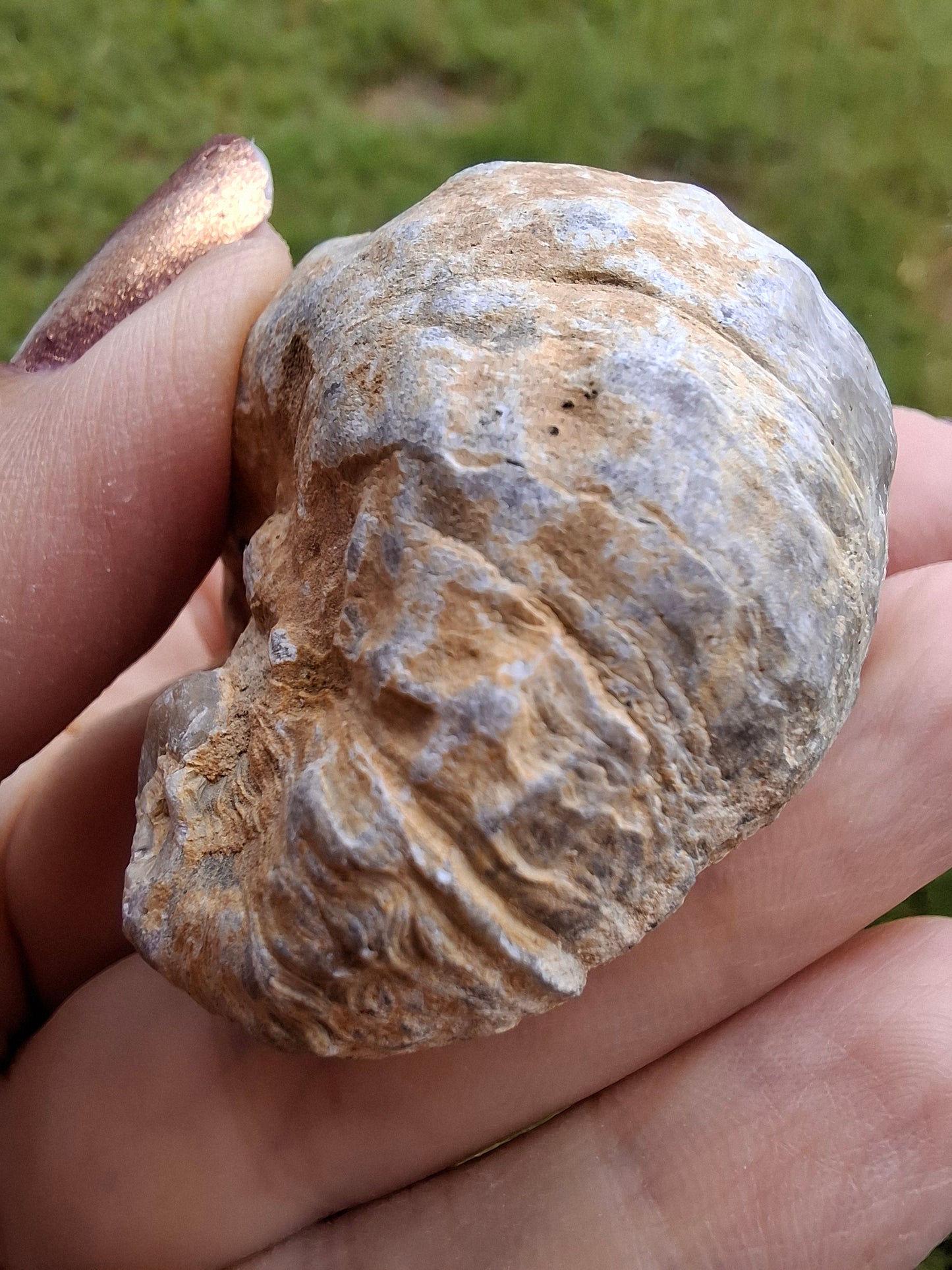 Gryphaea (Devil's Toenail), 57.53g, Fossil (Ref: G2)