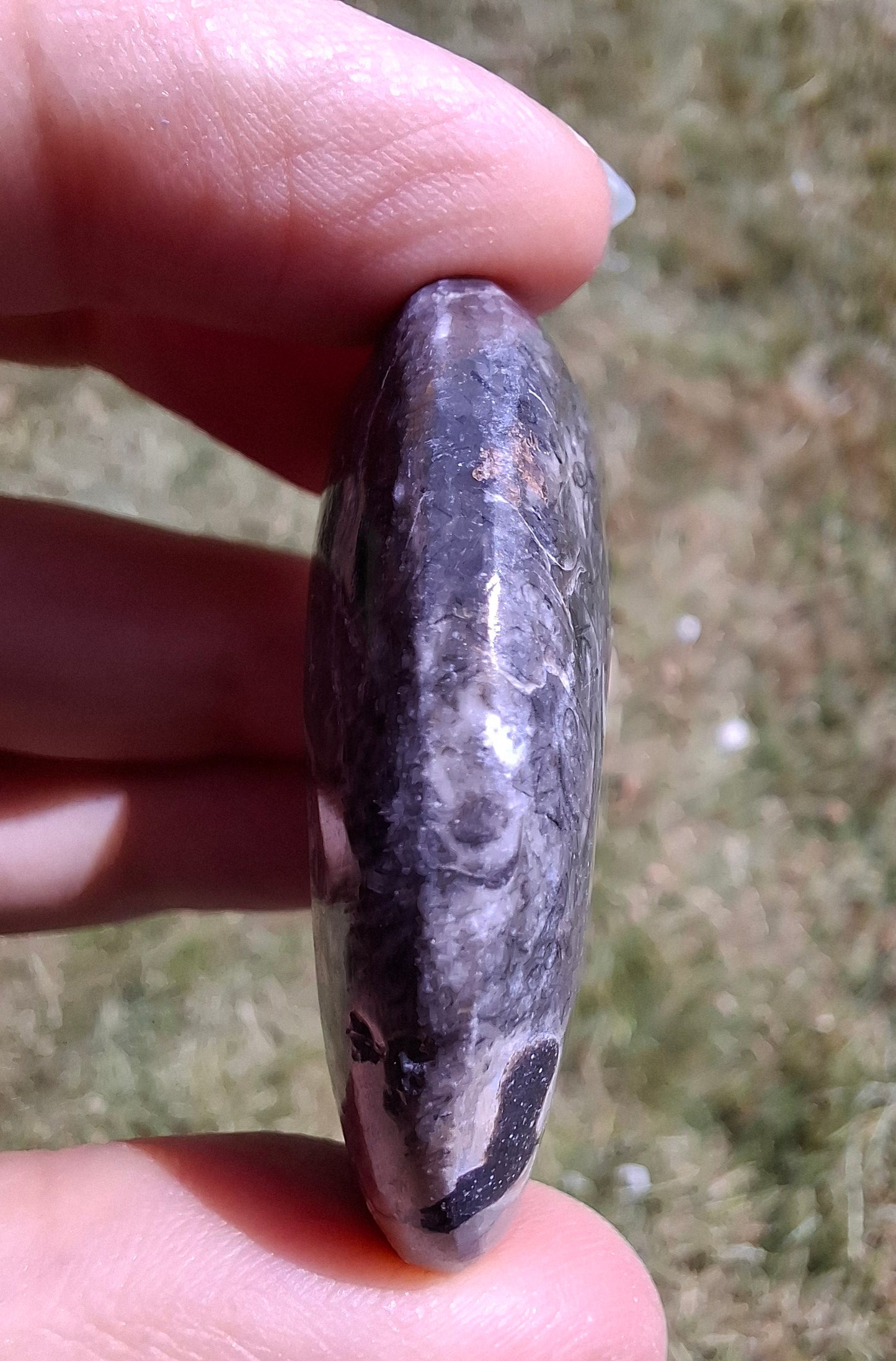 Goniatite, Fossil (Ref: GA9)
