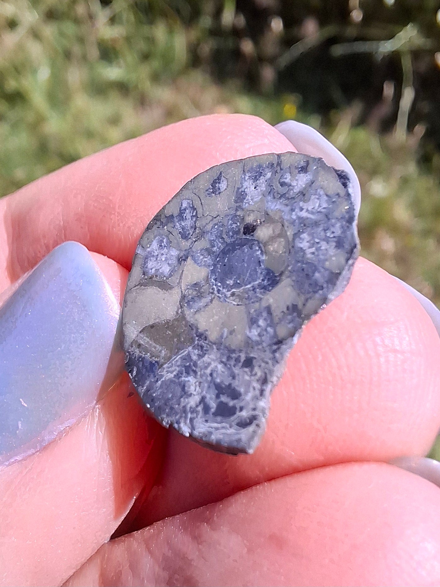 Small Haematite Ammonite HALF, 1.10g, Fossil (Ref: MA9)