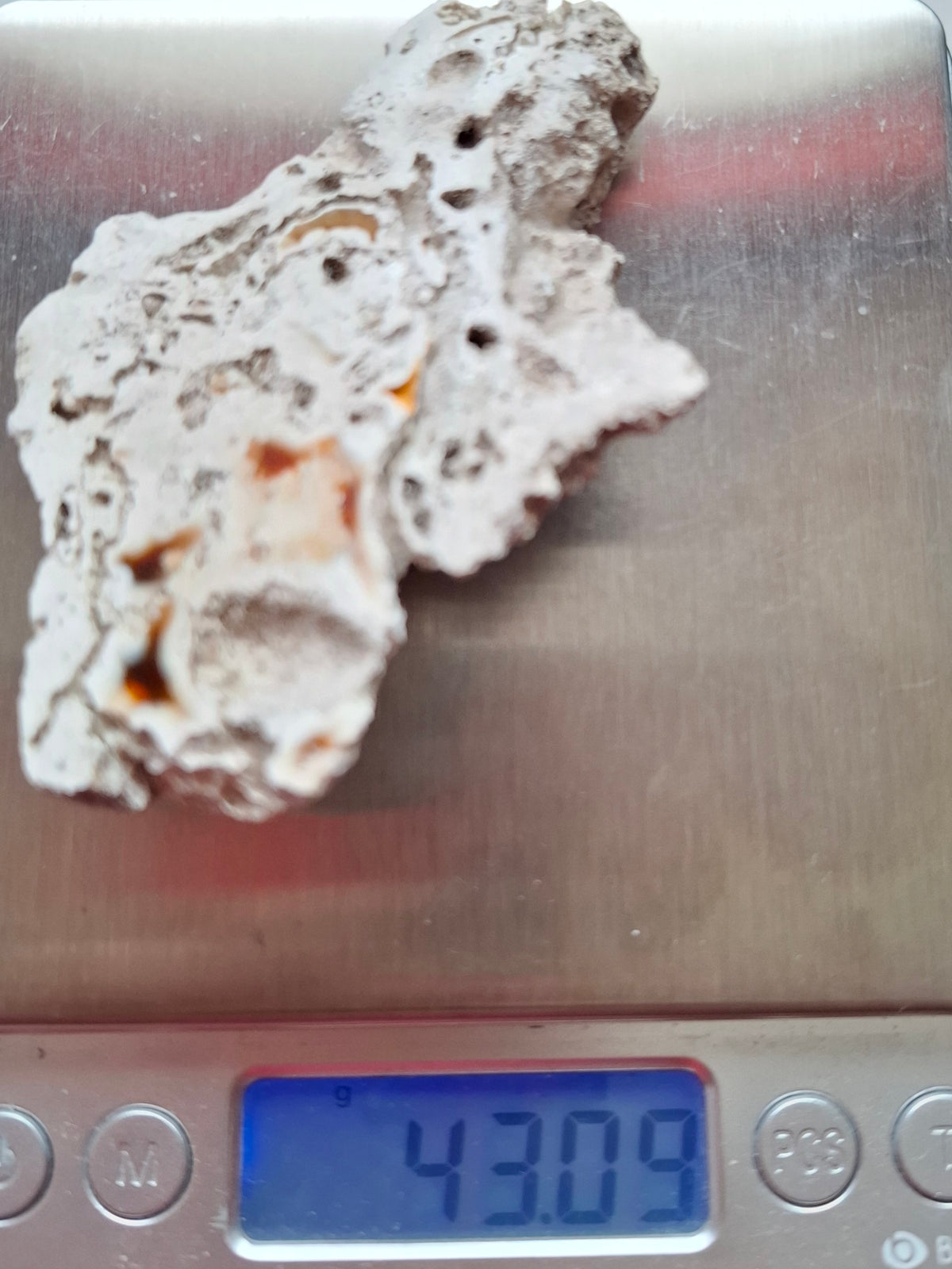 Fossilised Coral replaced by Chalcedony/Agate, Fossil (Ref: FCA1)