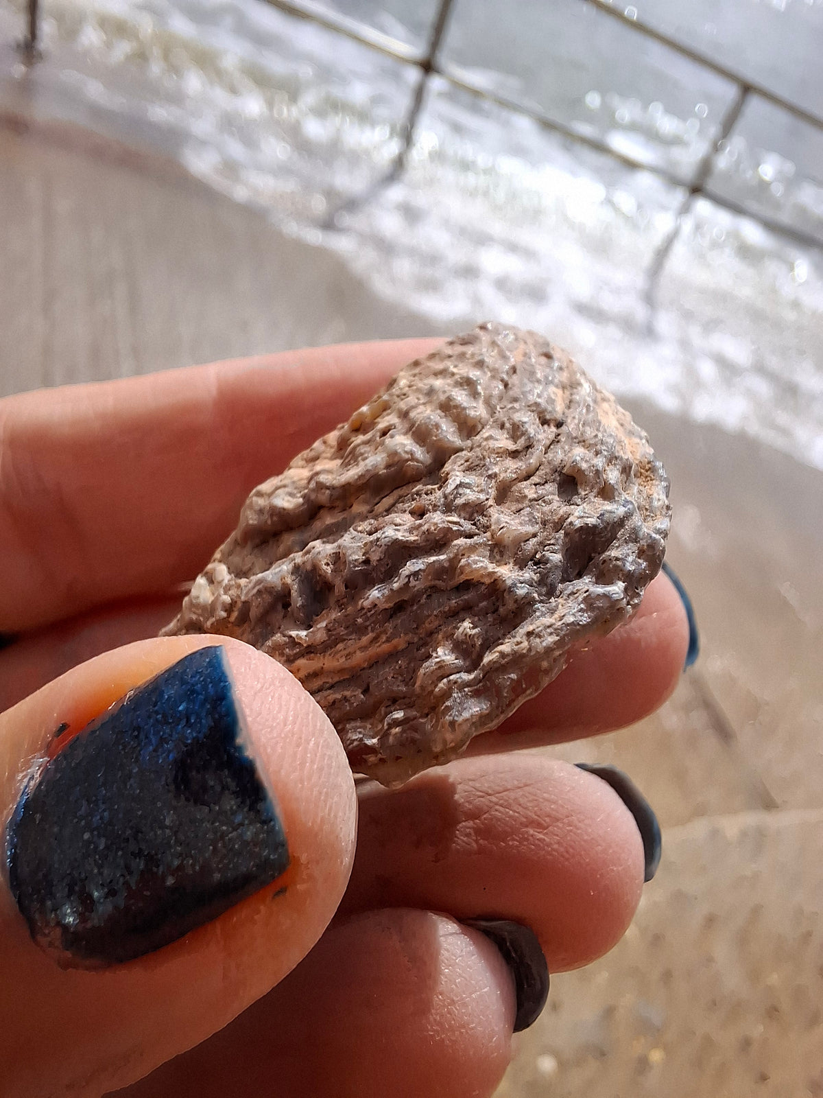 Chalcedony Oyster, Fossil (Ref: FO7)