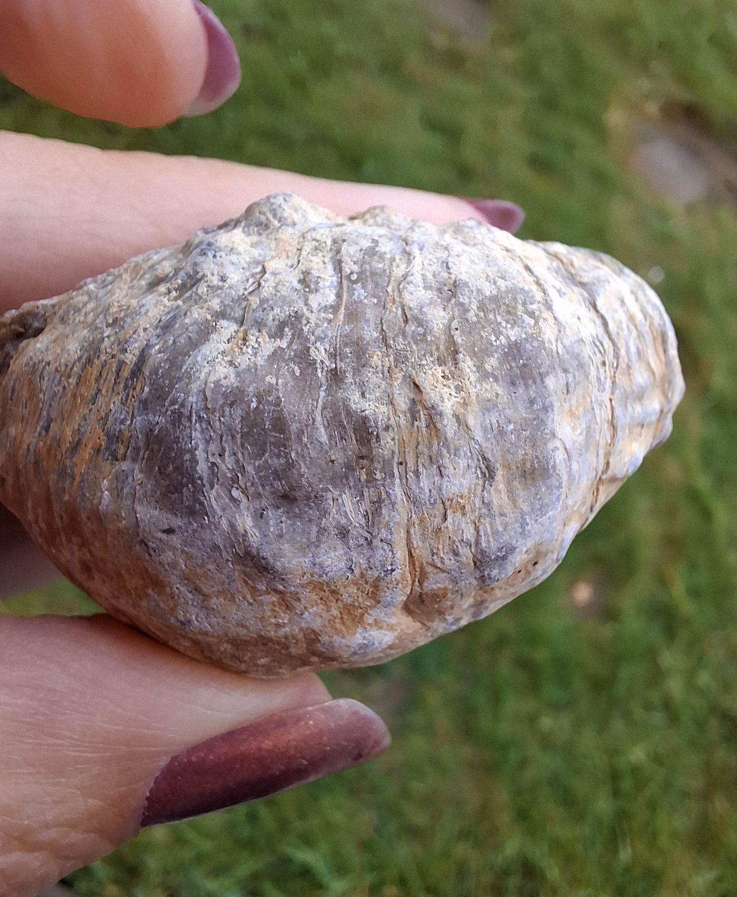Gryphaea (Devil's Toenail), 57.53g, Fossil (Ref: G2)