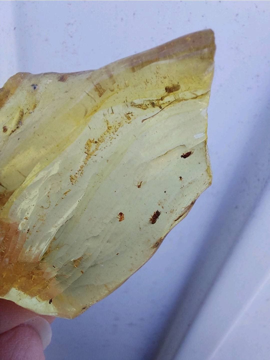Copal Young Amber with INSECTS inside, 6.42g, Fossil (Ref: CA38)