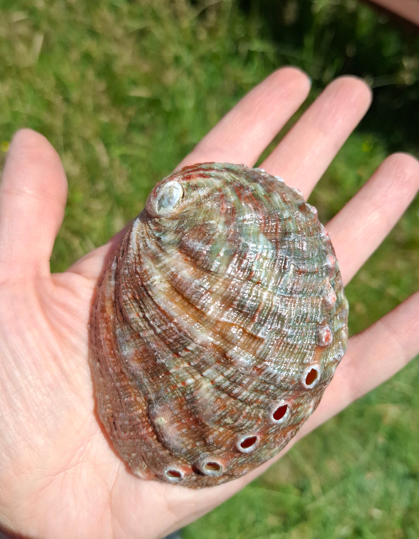 Abalone Shell, (Ref: SH3)
