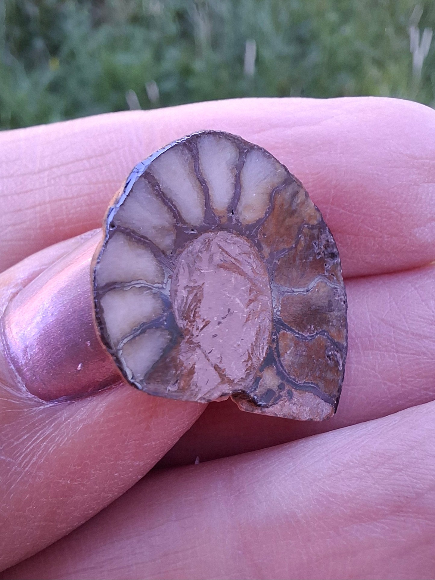 Small Haematite Ammonite HALF, 1.66g, Fossil (Ref: MA2)
