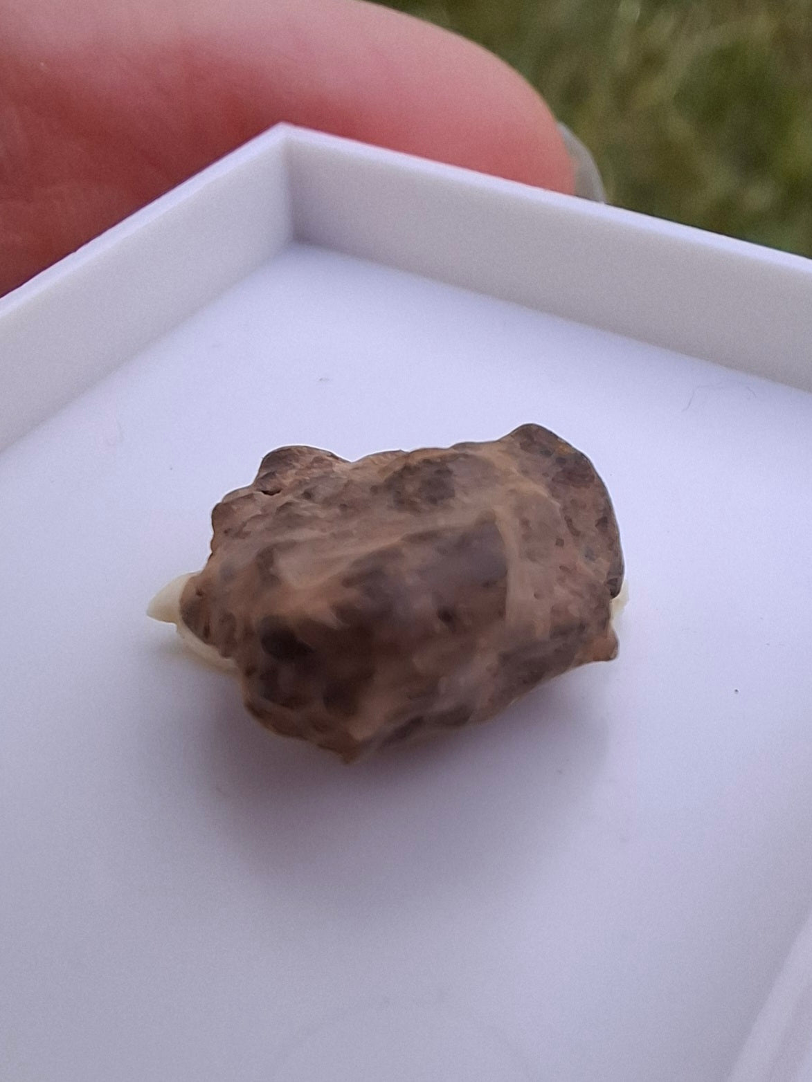 Chondrite, Meteorite (Ref: CM5)