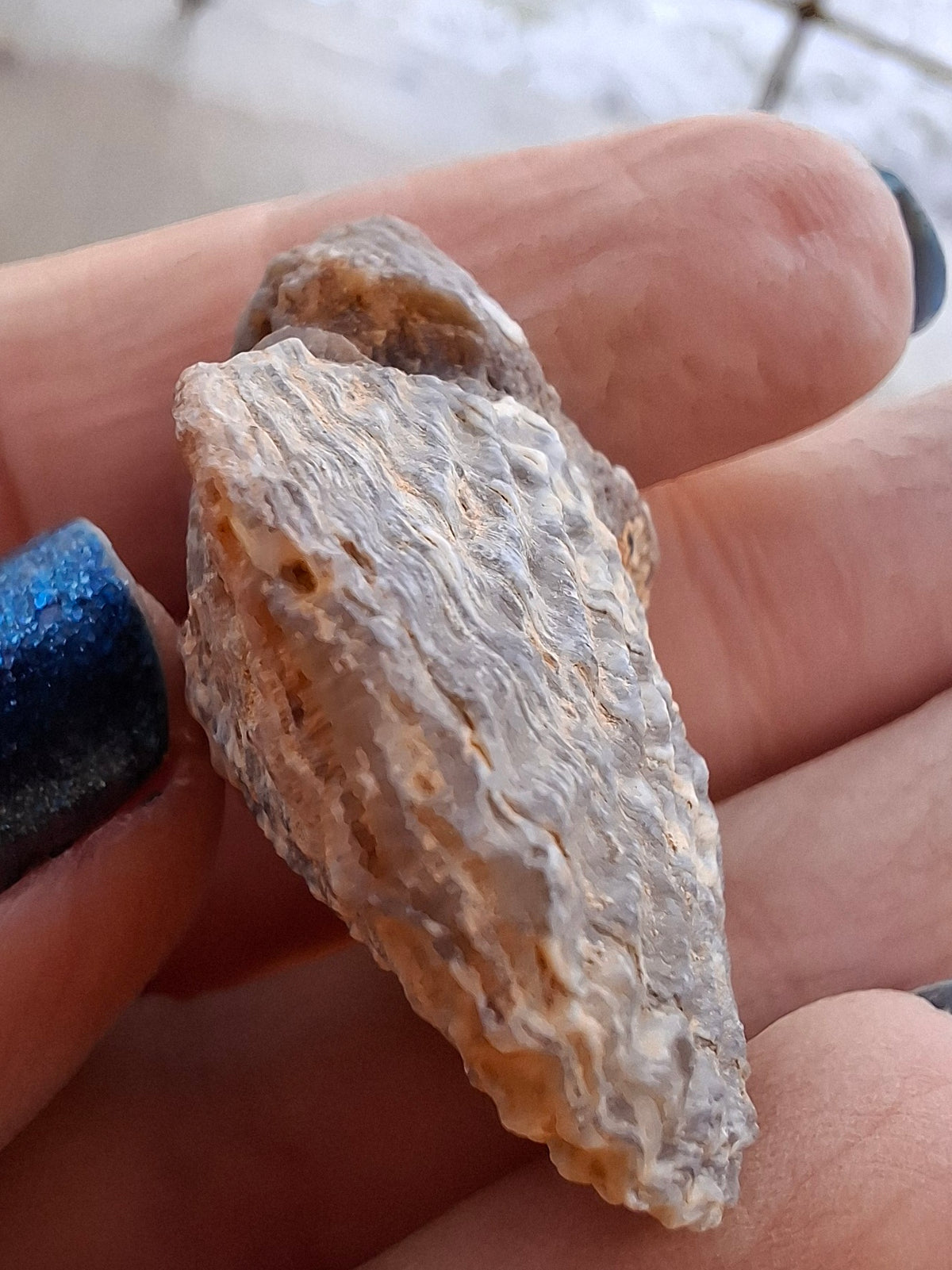 Chalcedony Oyster, Fossil (Ref: FO10)