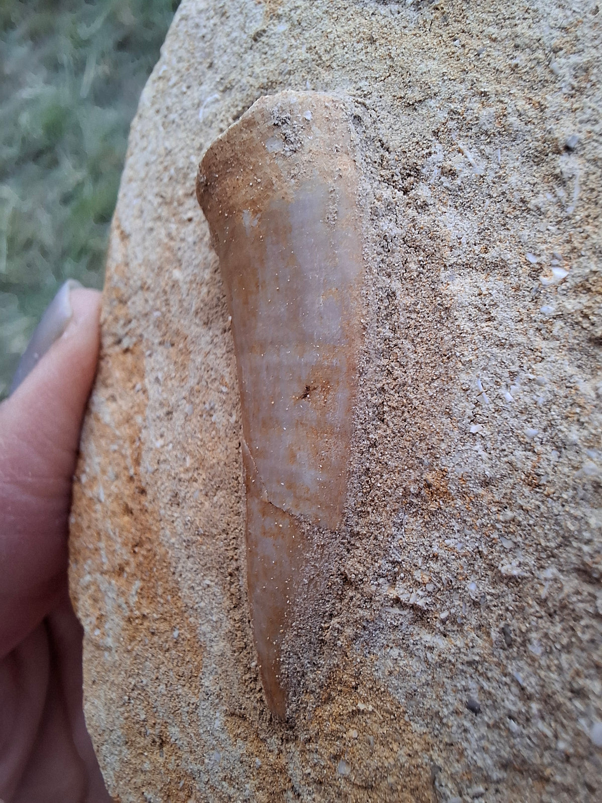 Enchodus Sabre Tooth, Fossil (Ref: ES1)