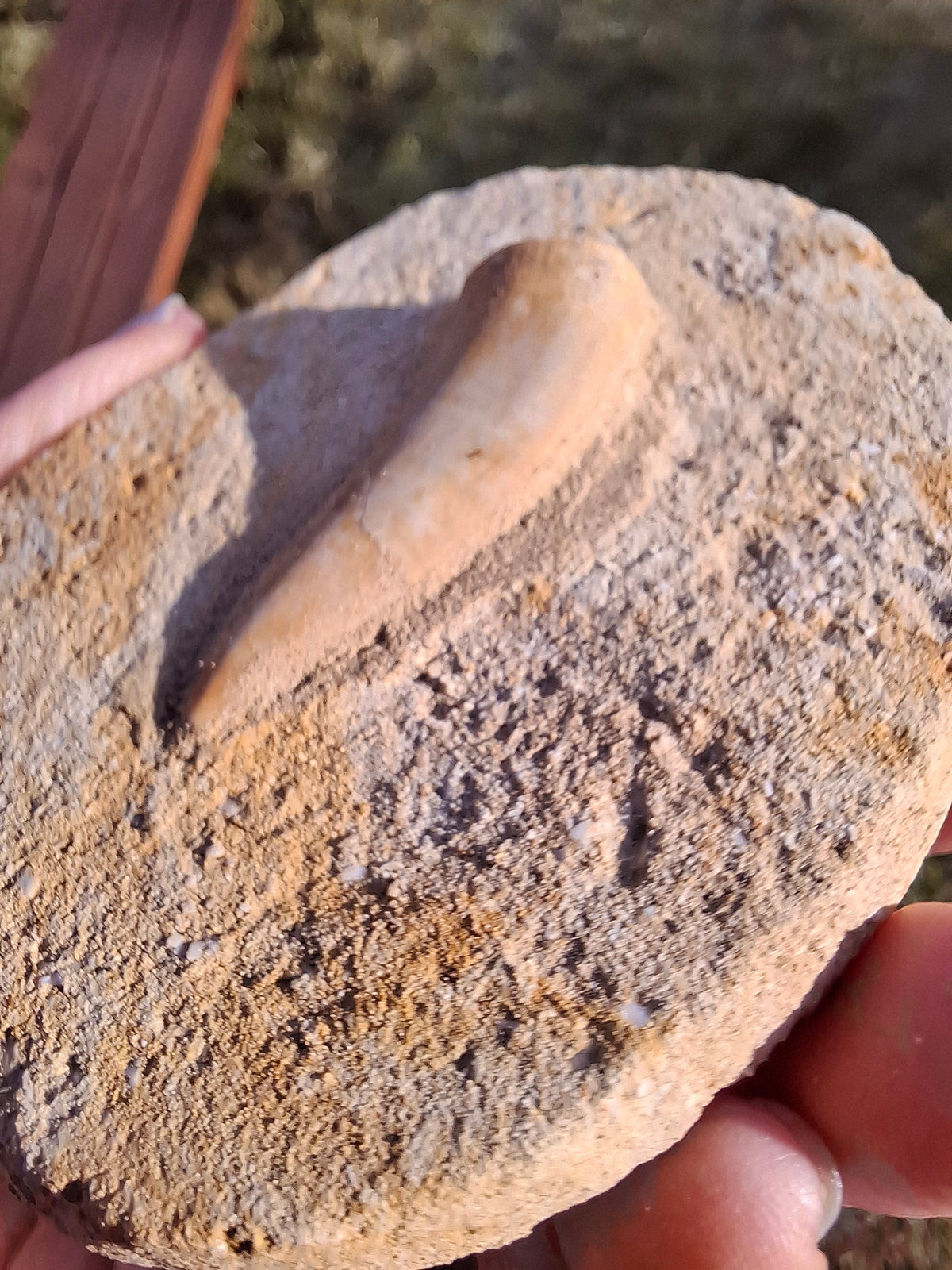 Enchodus Sabre Tooth, Fossil (Ref: ES1)