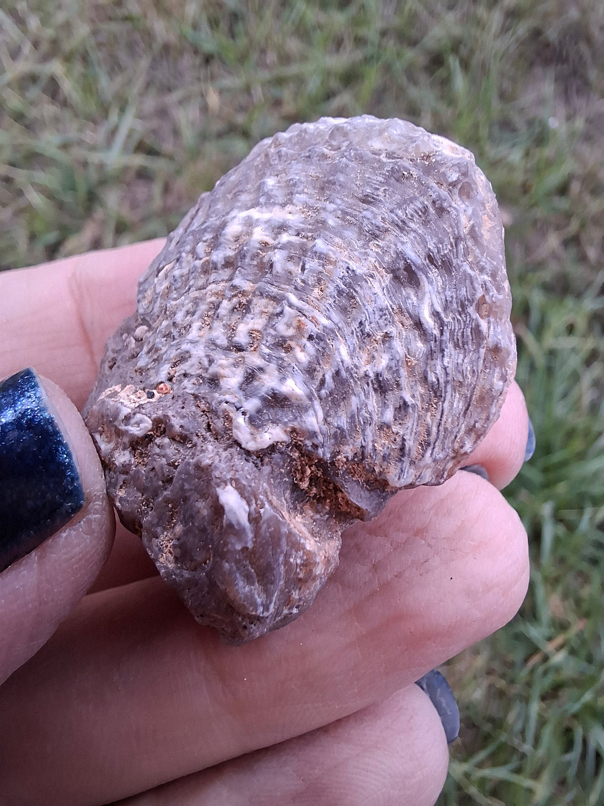 Chalcedony Oyster, Fossil (Ref: FO10)