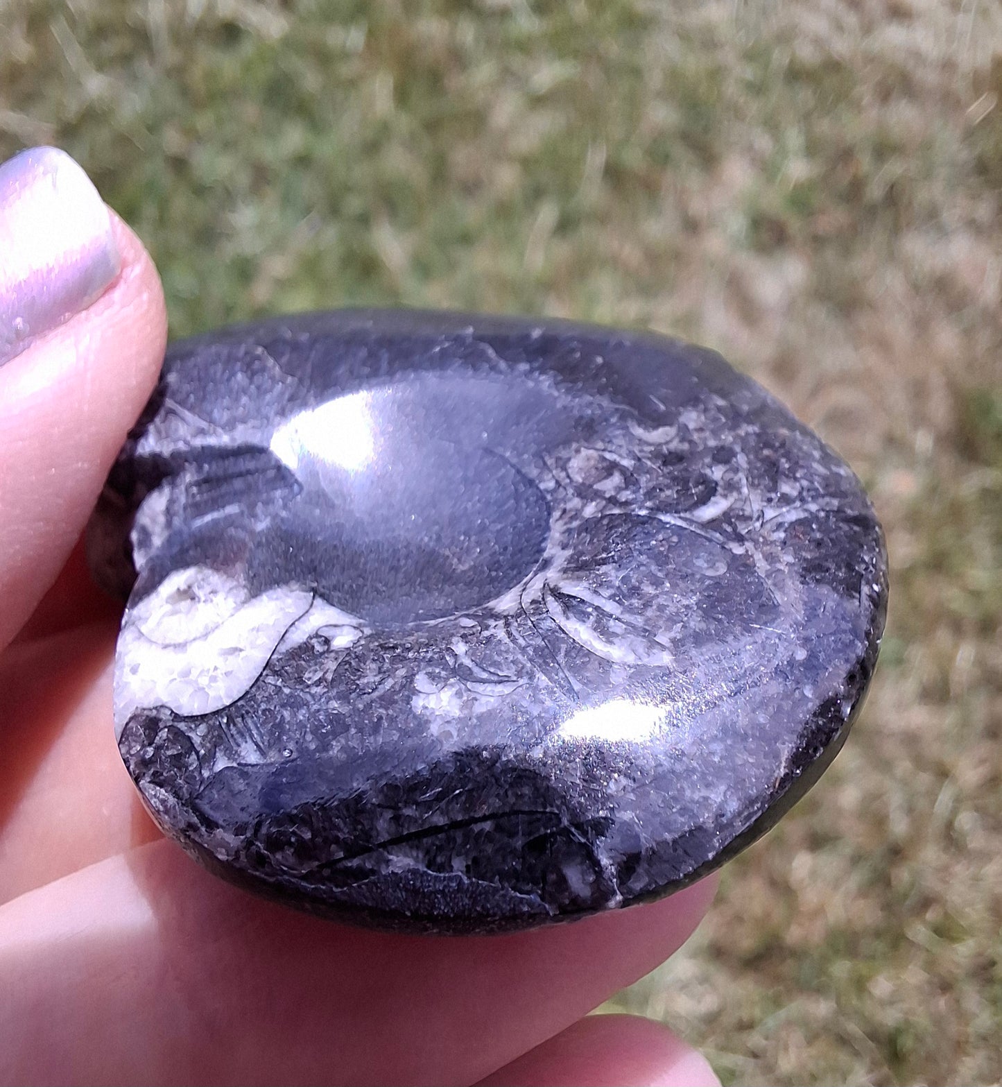 Goniatite, Fossil (Ref: GA5)