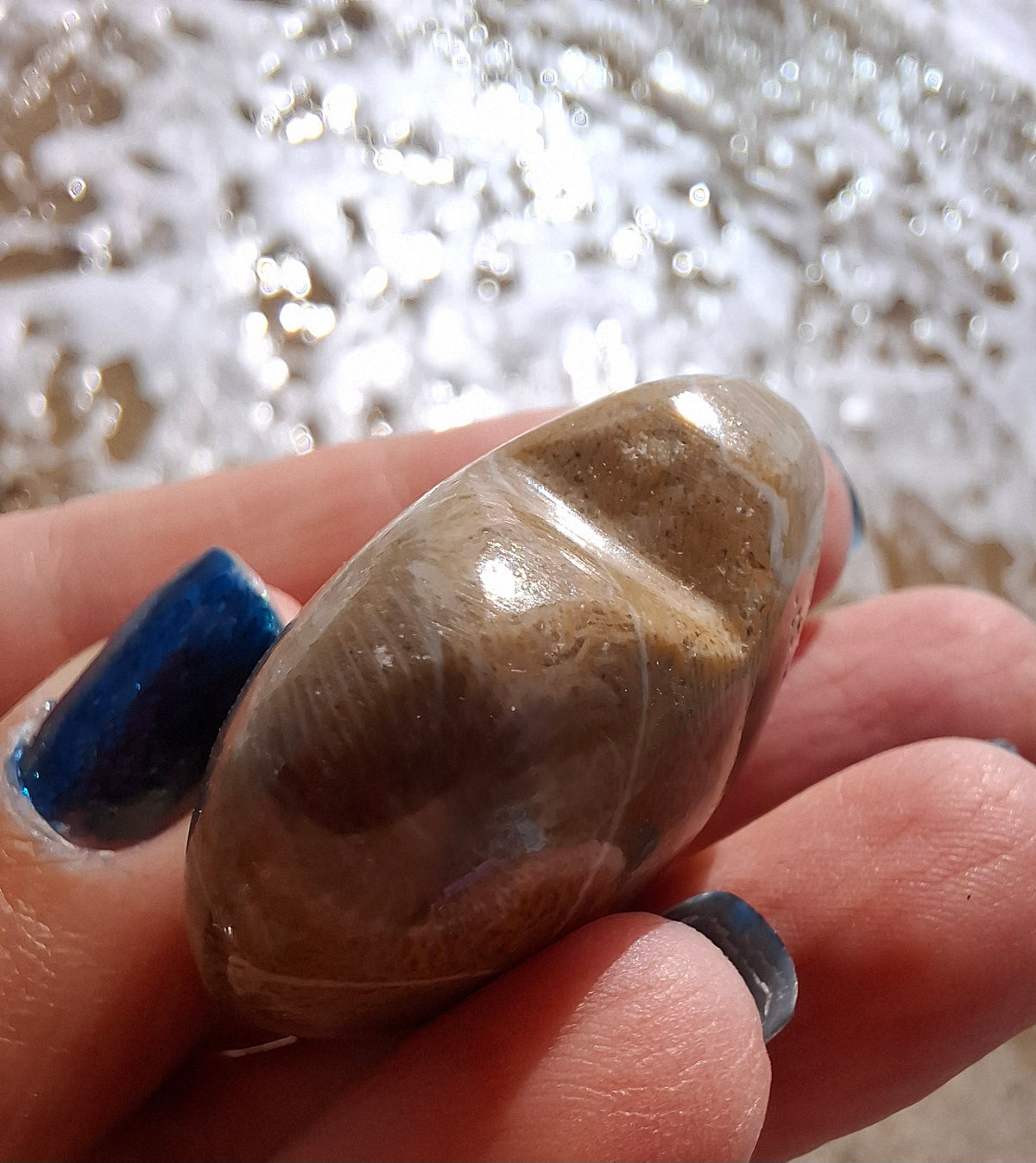 Fossil Coral Heart (Ref: CoH3)