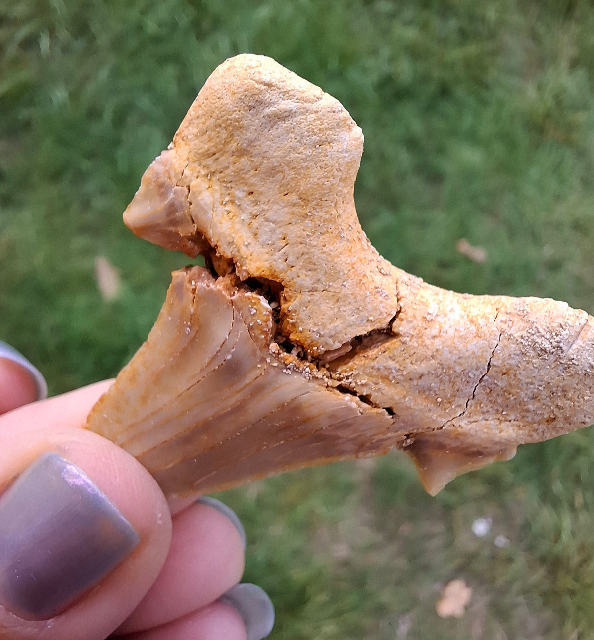 Otodus Shark Tooth, Fossil (Ref: OT6)