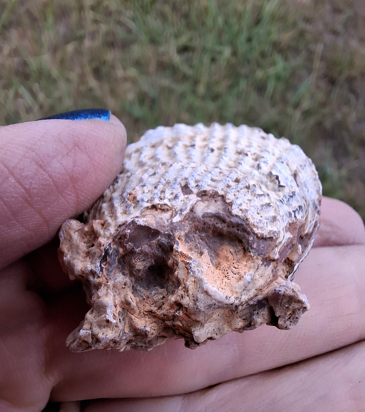 Chalcedony Oyster, Fossil (Ref: FO1)