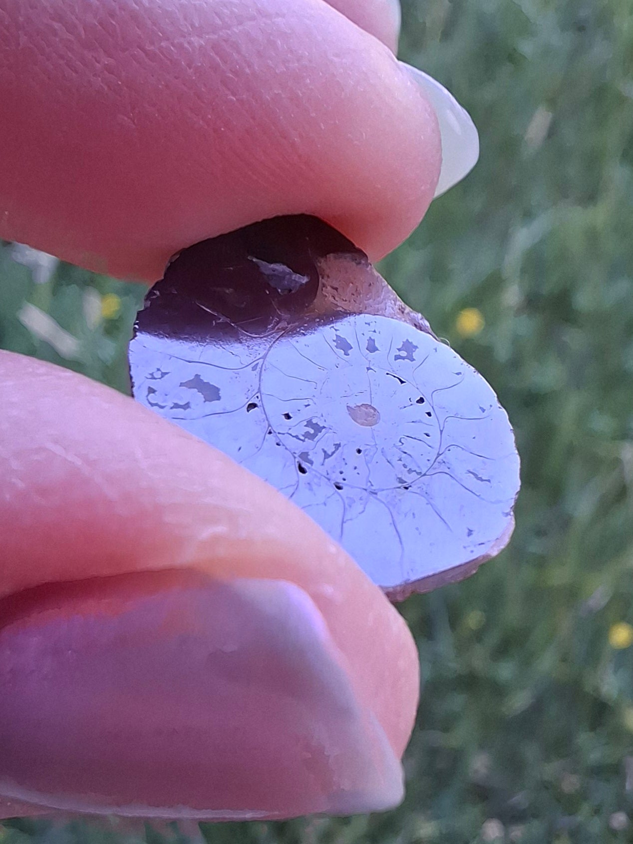Small Haematite Ammonite HALF, 1.36g, Fossil (Ref: MA12)