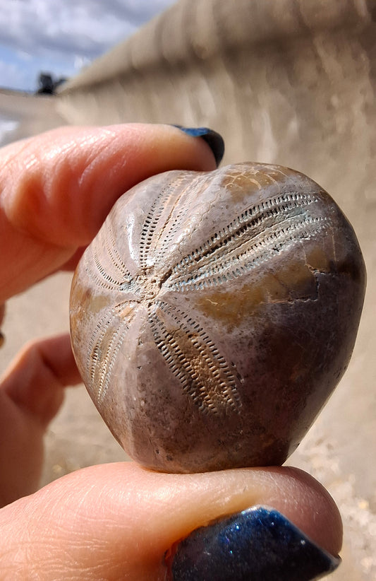 Polished Sea Urchin, Fossil (Ref: SU1)