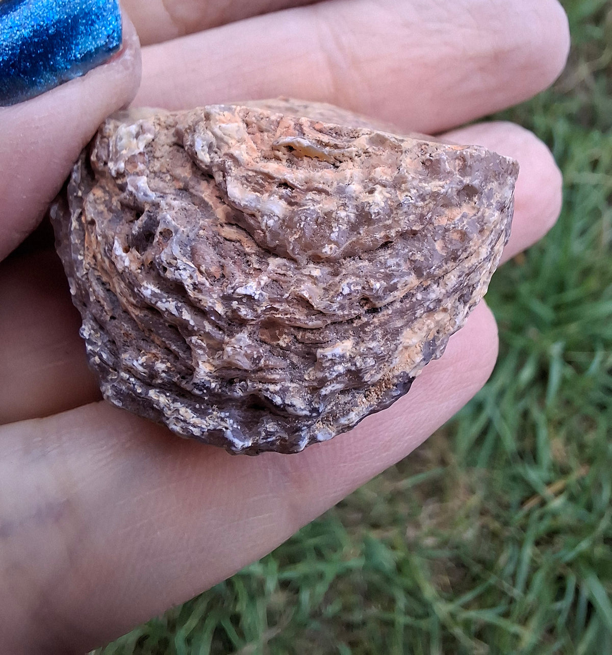 Chalcedony Oyster, Fossil (Ref: FO7)
