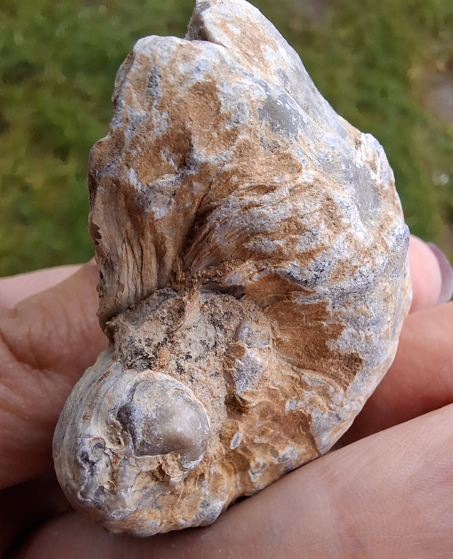 Gryphaea (Devil's Toenail), 57.53g, Fossil (Ref: G2)